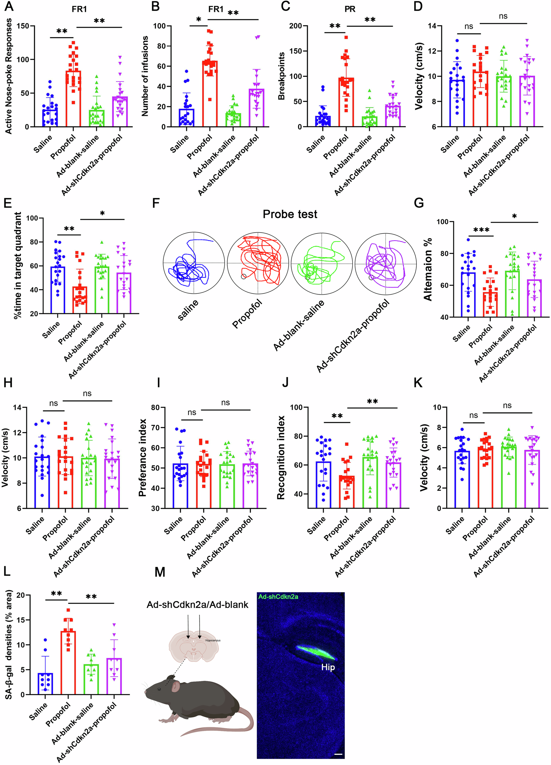 Fig. 5: The inhibition of p16INK4a prevents propofol-induced neuronal senescence and cognitive decline in Ad-shCdkn2a mice.