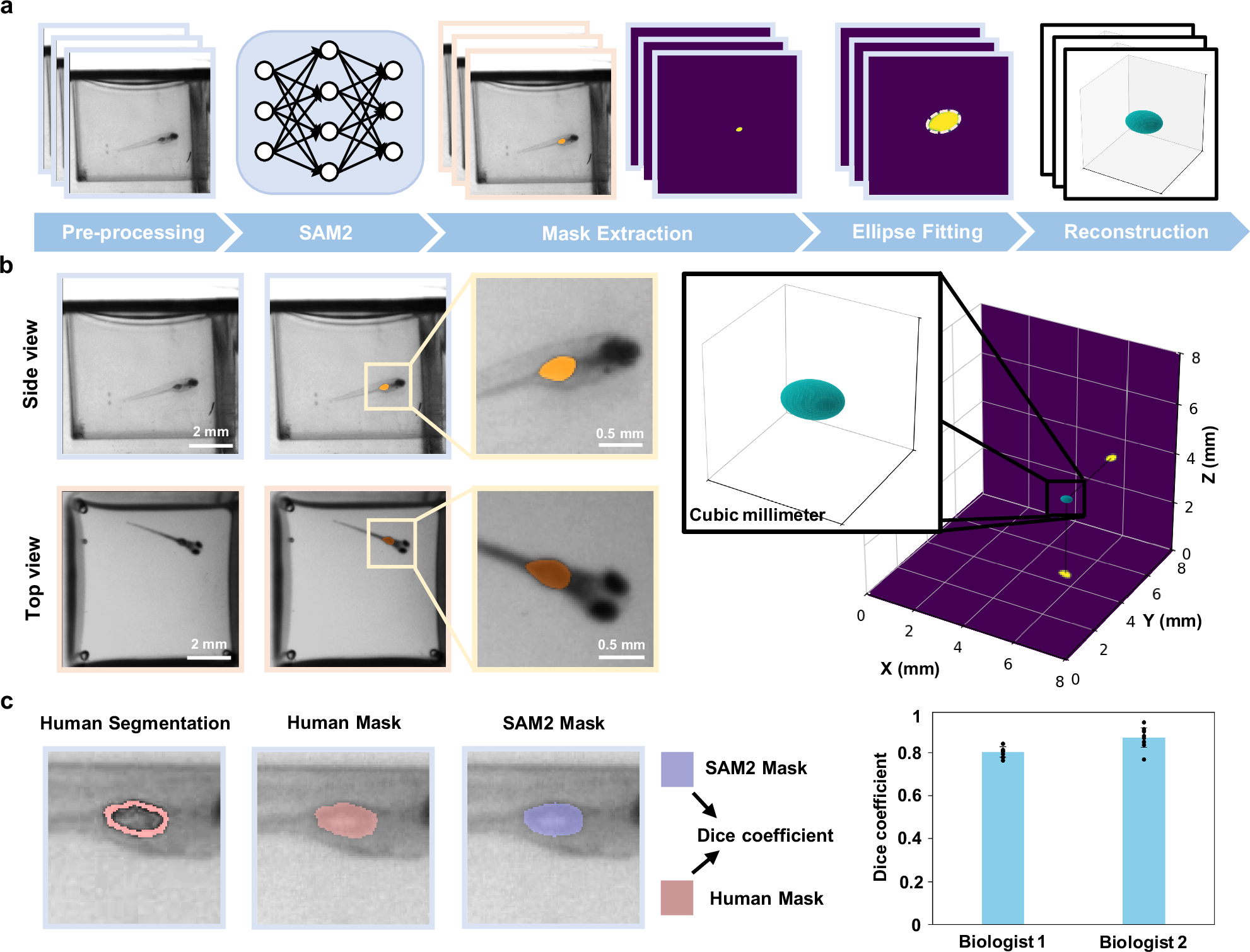 Fig. 4: 3D swim bladder reconstruction for morphological dynamics analysis.