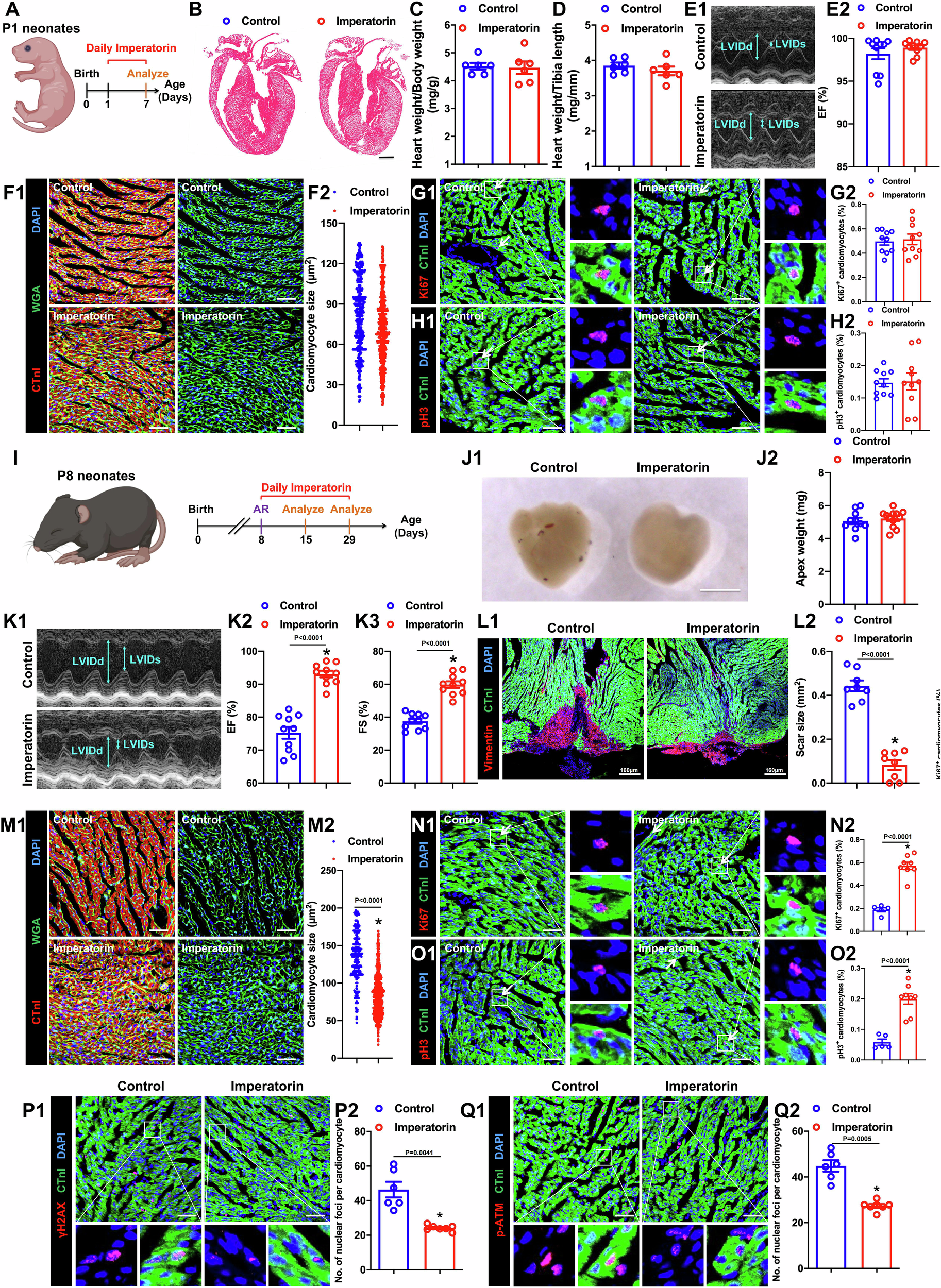 Fig. 2: Imperatorin promotes cardiomyocyte proliferation after apical resection.
