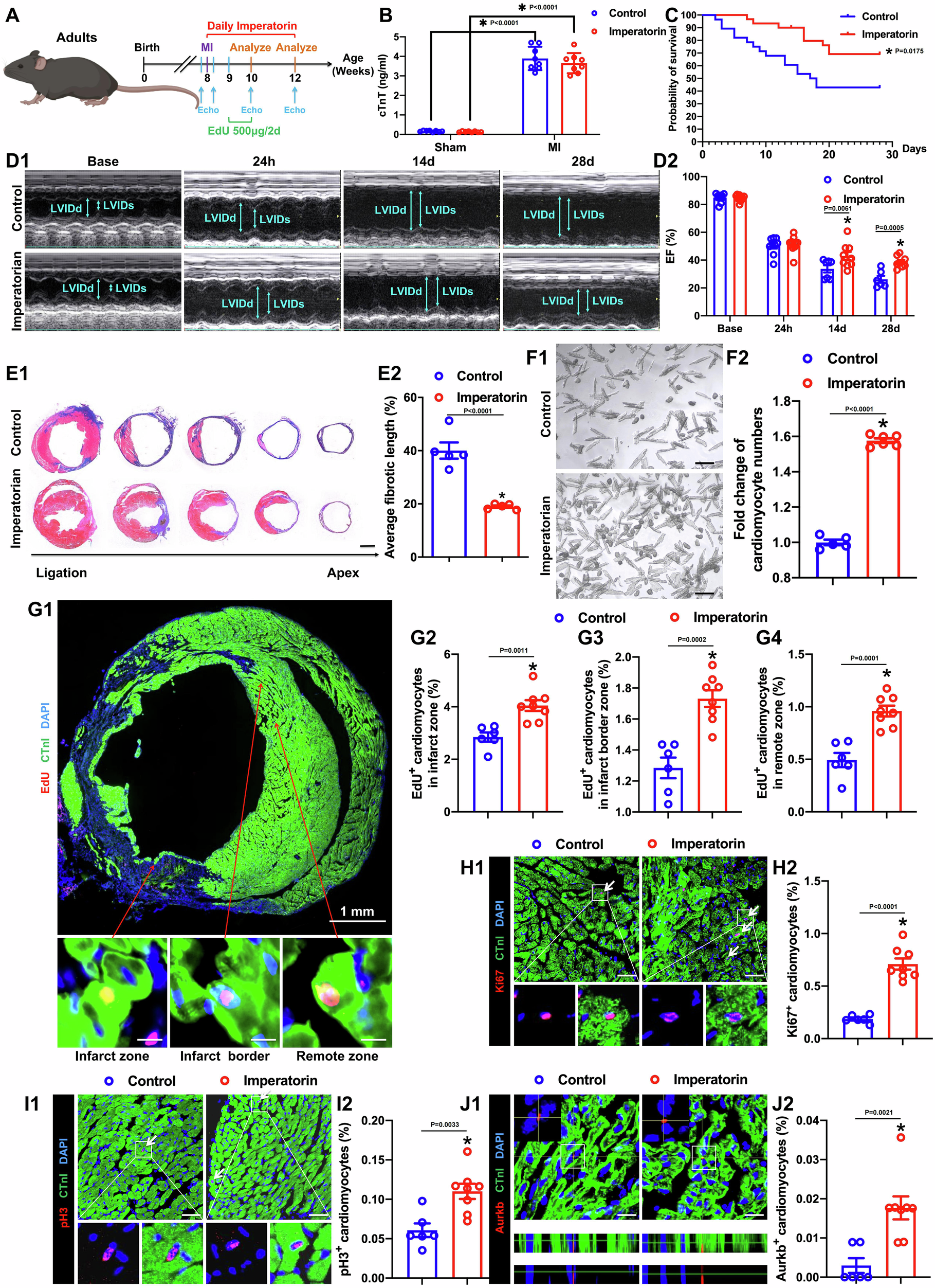 Fig. 3: Imperatorin promotes cardiomyocyte proliferation after MI in adult mice.