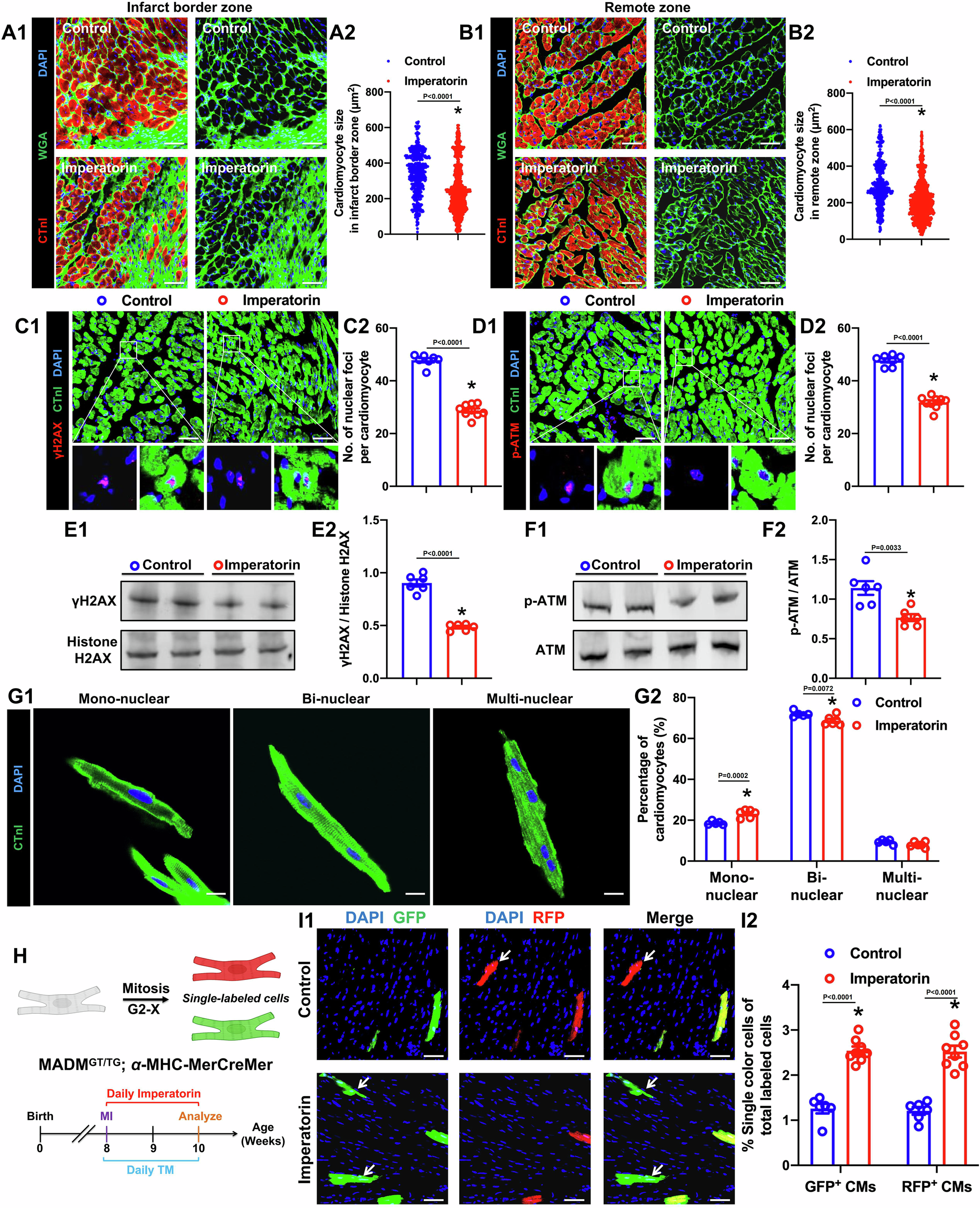 Fig. 4: Imperatorin alleviates cardiomyocyte DNA damage after MI in adult mice.