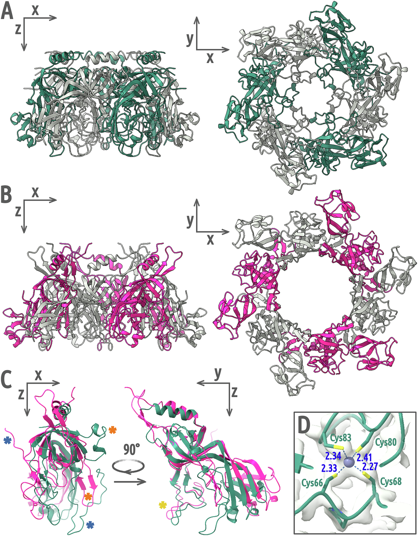 Fig. 2: Structure of stopper protein in crystal and phage 812 particle.