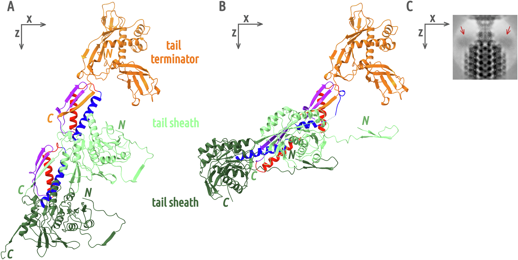 Fig. 3: Tail terminator and tail sheath proteins in native and contracted tail.