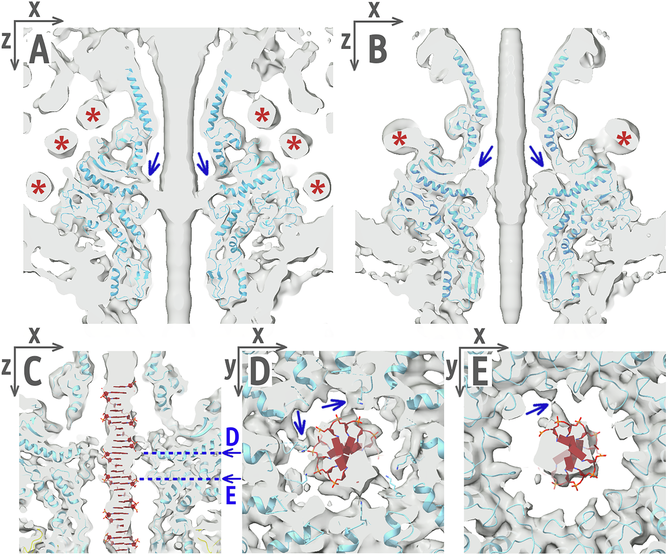 Fig. 5: Cross-sections through cryo-EM maps of phage 812 portal channel.