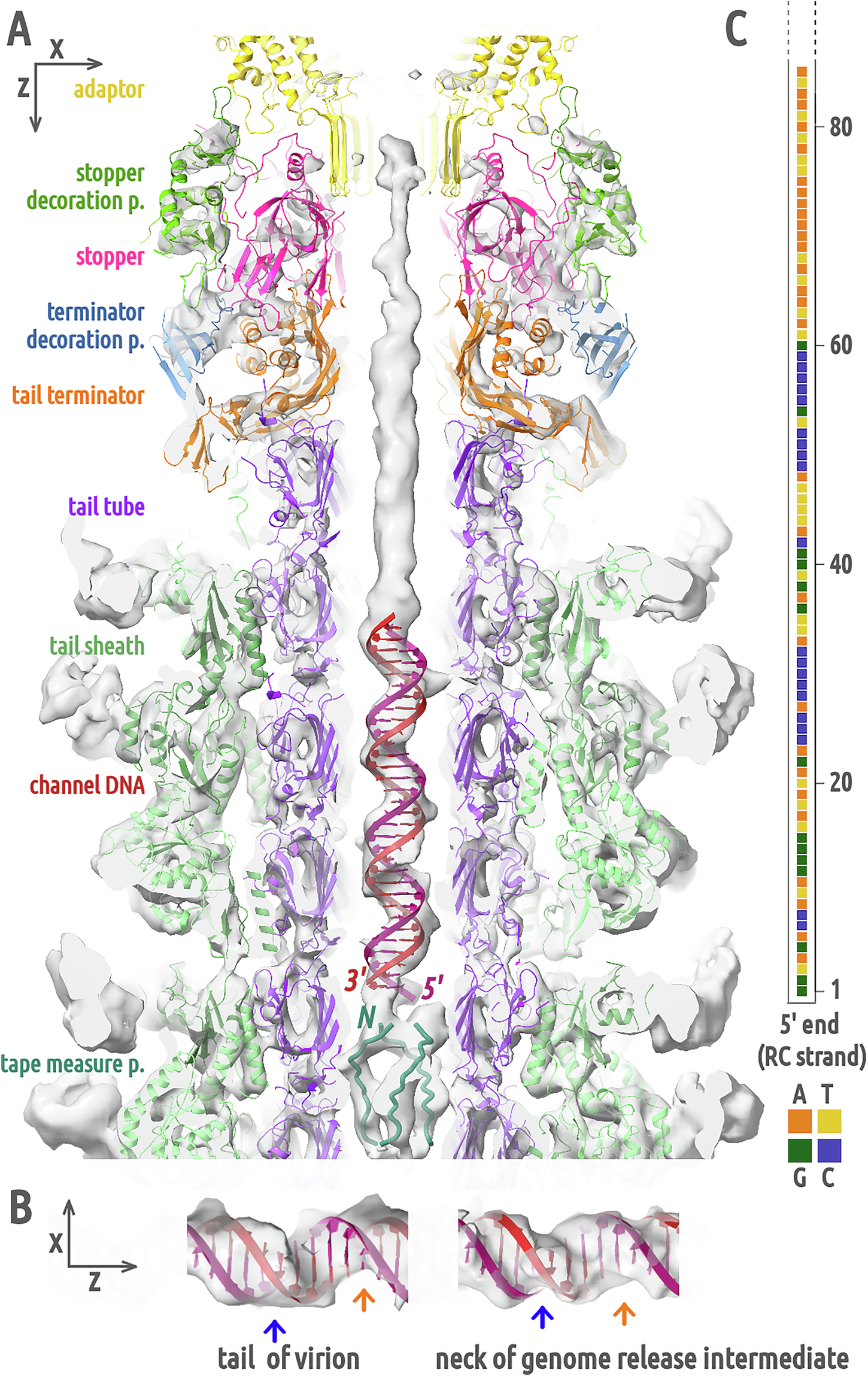 Fig. 7: Structure of terminus of phage DNA and tail tape measure protein in virion tail.