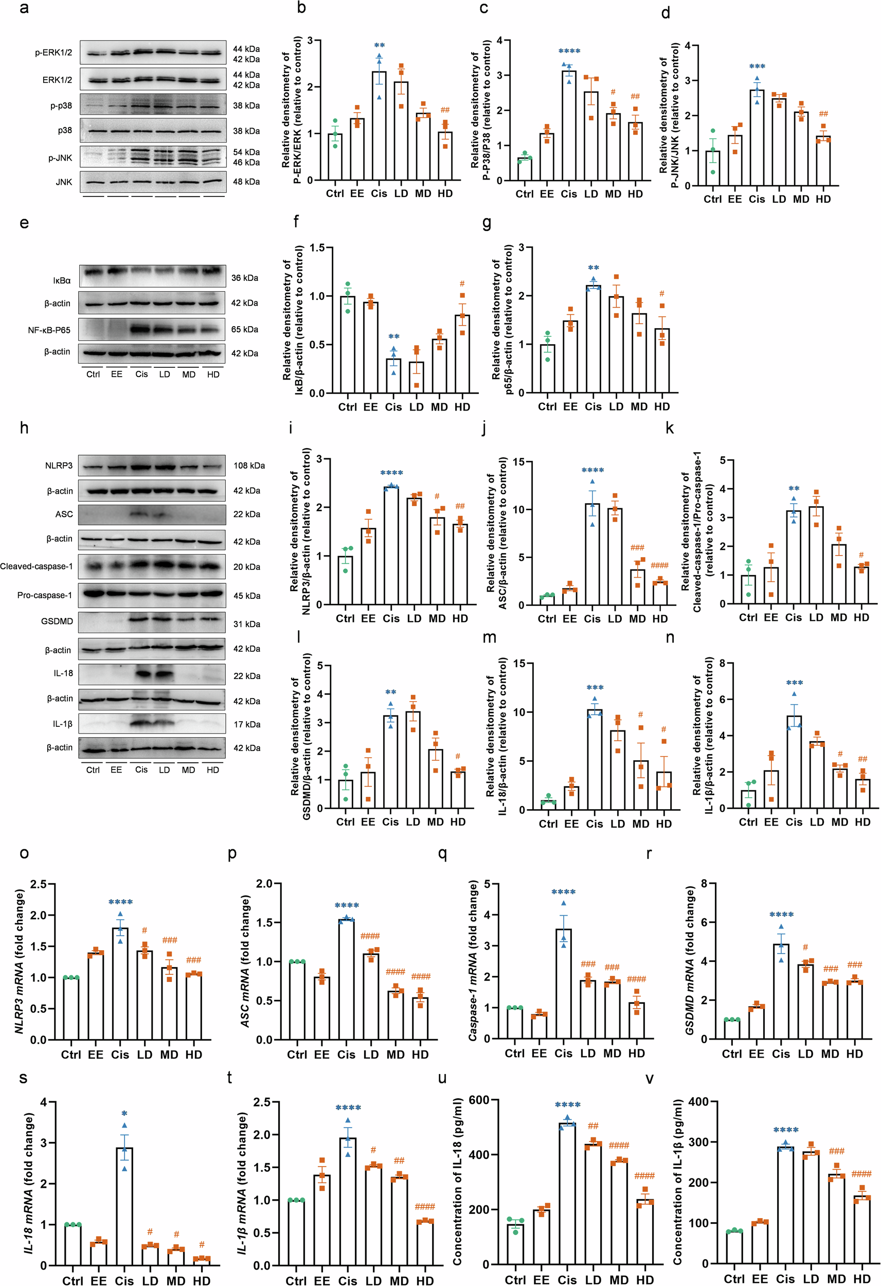 Fig. 8: EE suppresses cisplatin-induced ototoxicity by the MAPK/NF-κB/NLRP3 signaling pathway.