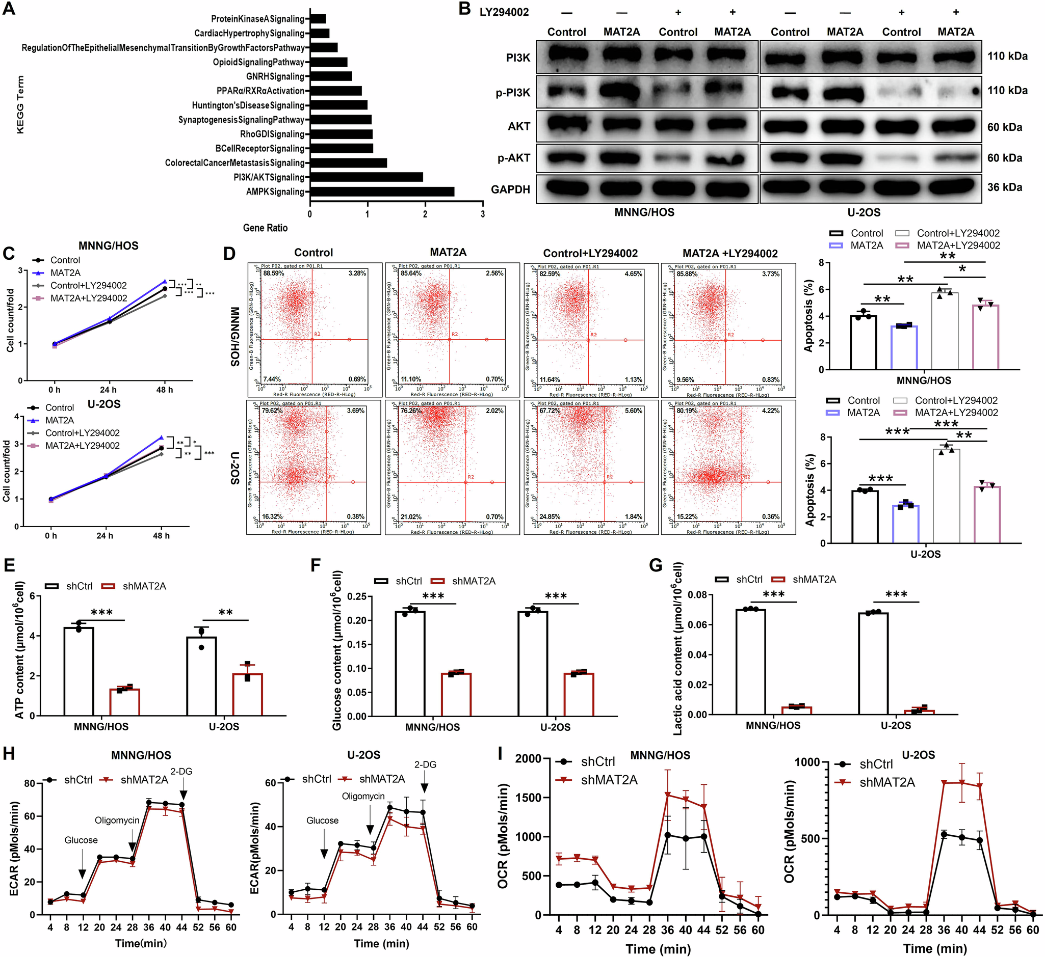 Fig. 3: MAT2A knockdown inhibits aerobic glycolysis in OS.