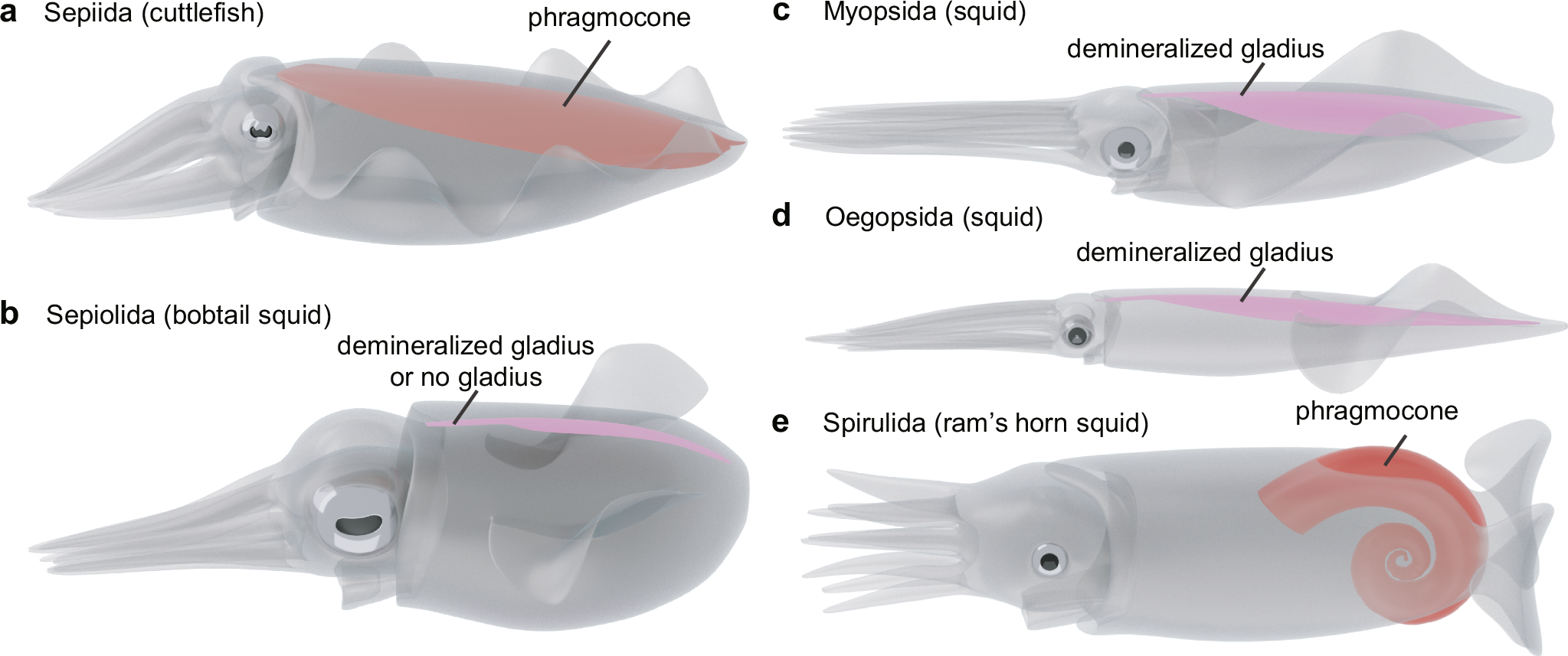 allcock fish hook site news.google.com newspapers The oldest sepioid cephalopod from the Cretaceous discovered by Digital  fossil-mining with zero-shot learning AI