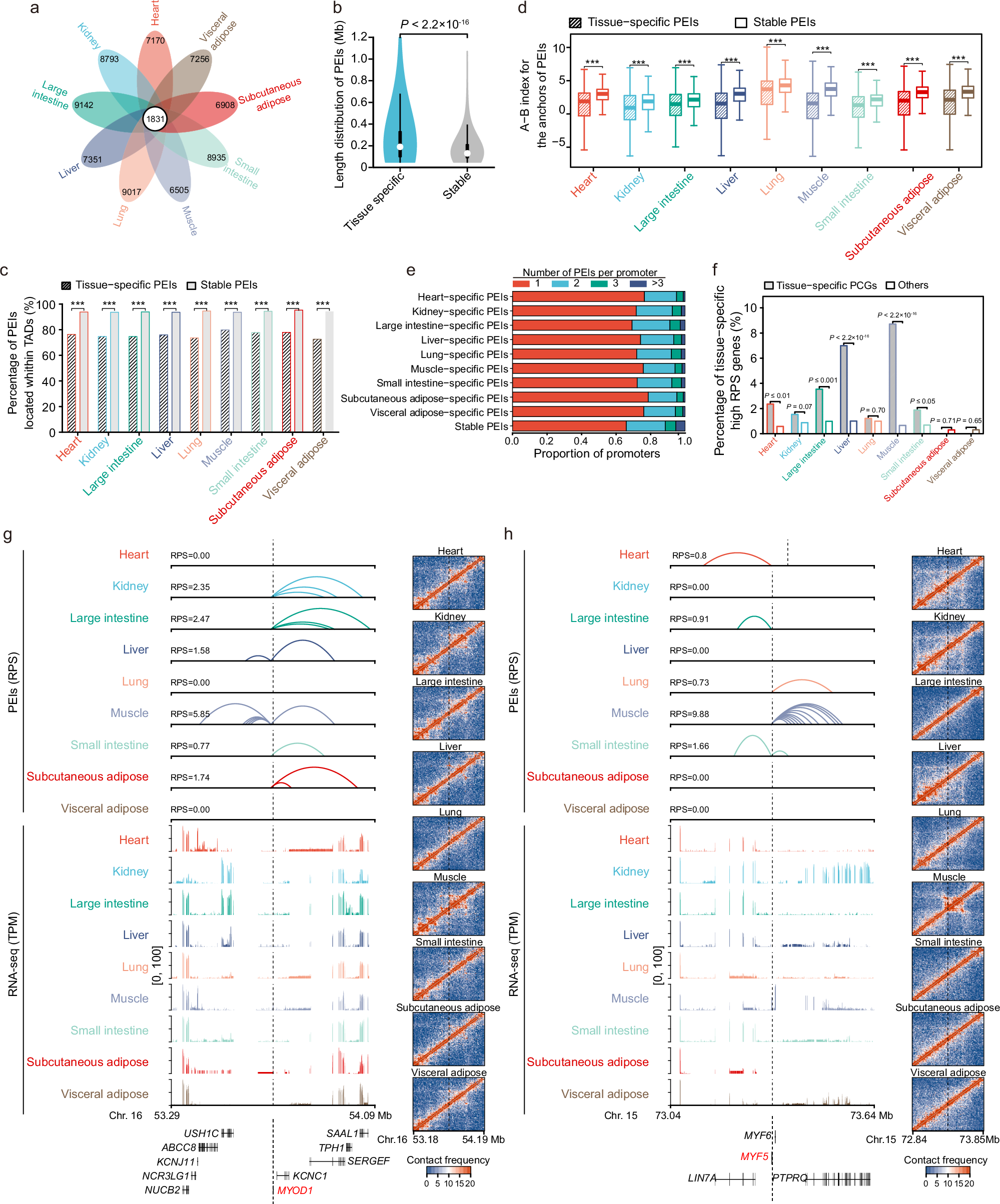 Fig. 5: Extensive rewiring of PEIs implicate transcriptional regulation among giant panda tissues.