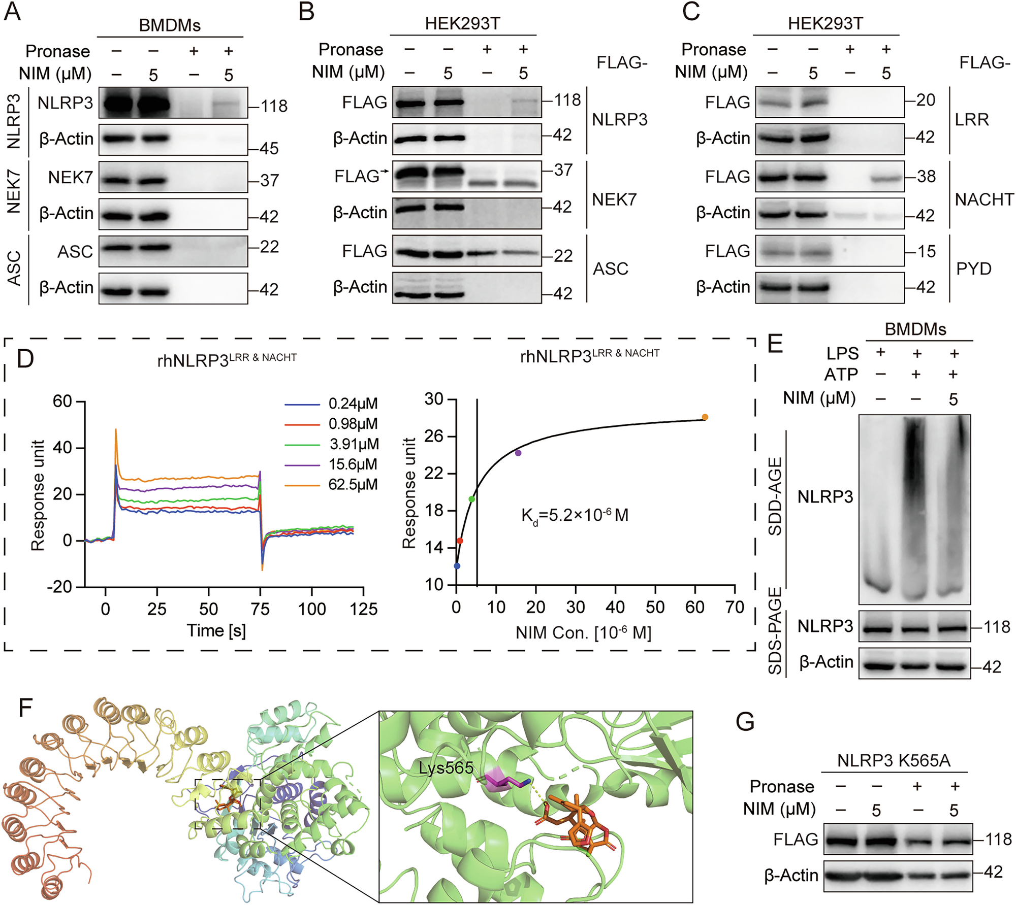 Fig. 4: NIM directly targets NLRP3’s Lys565 site in the NLRP3 NACHT domain to inhibit oligomerization.