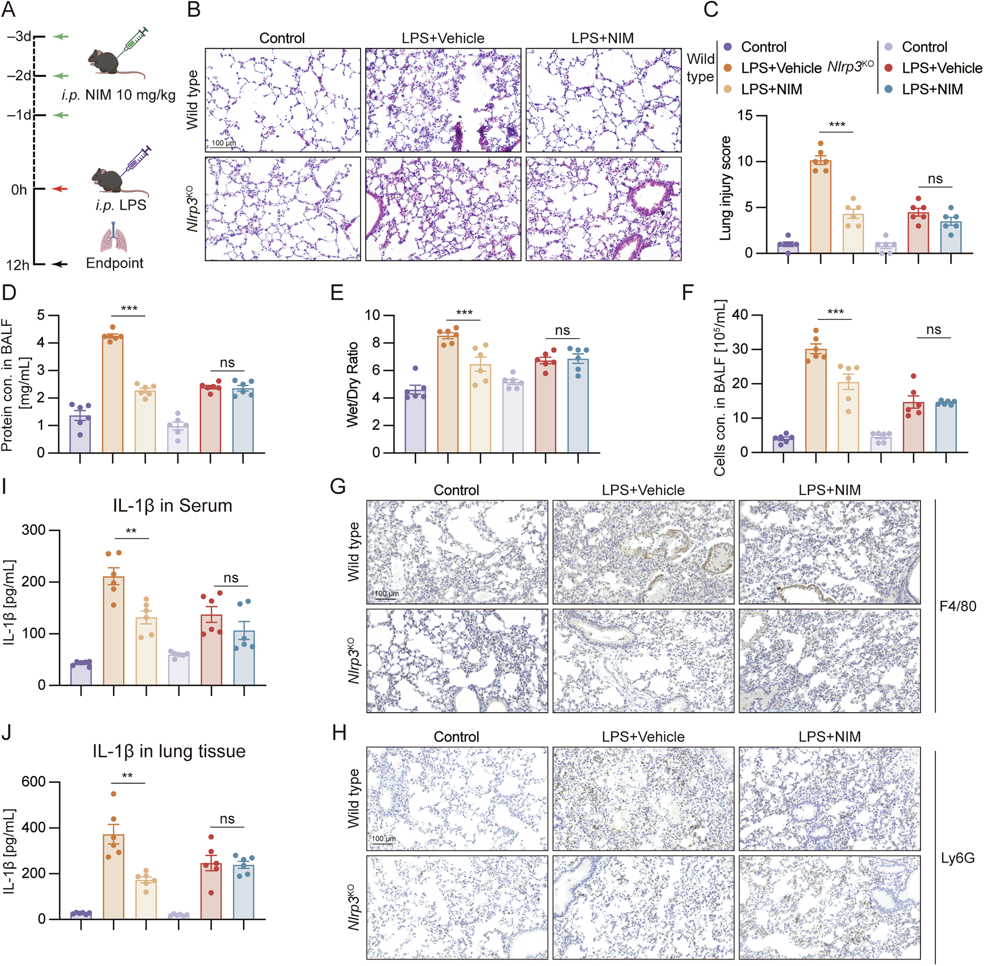 Fig. 5: NIM alleviated LPS-induced septic ARDS in mice model via suppressing NLRP3 inflammasome.