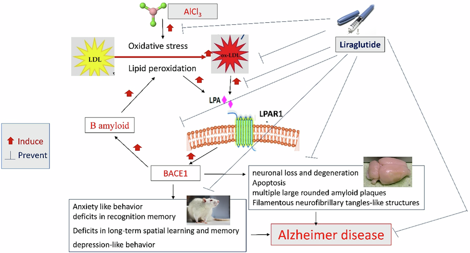 Liraglutide attenuates aluminum chloride-induced Alzheimer's disease in  rats by modulating the oxLDL/LPA/LPAR1 pathway | Communications Biology