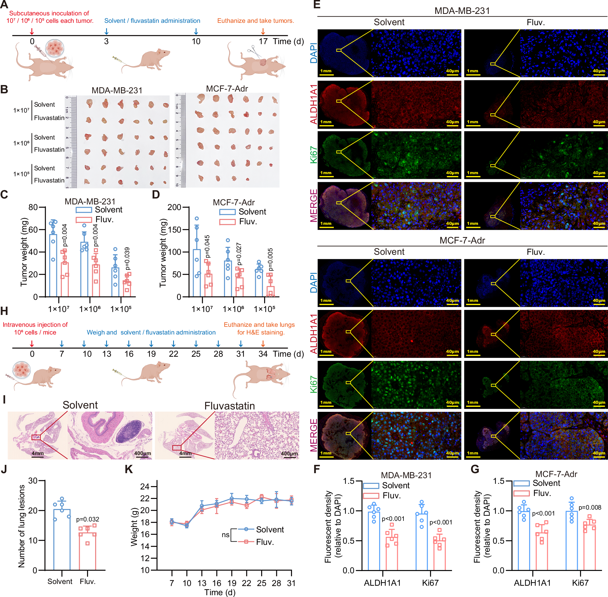 Fig. 3: Fluvastatin inhibits tumor growth and metastasis.