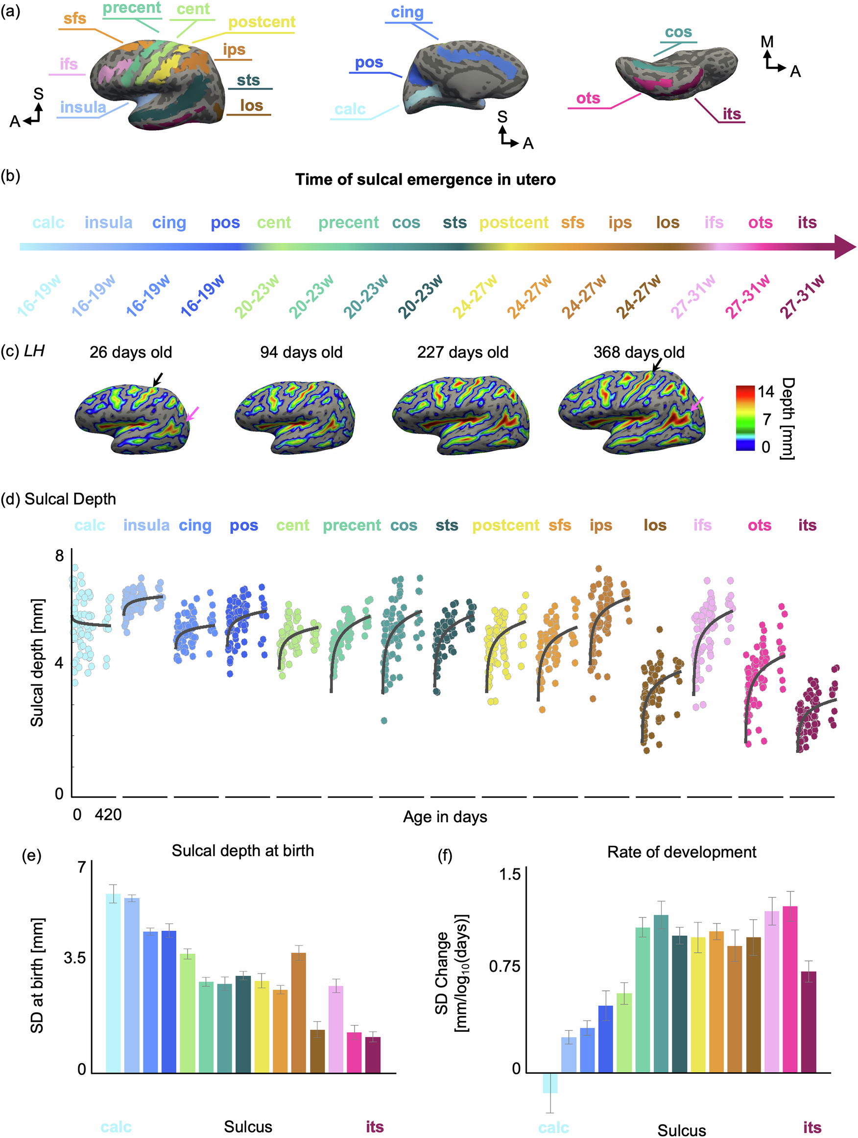 Fig. 2: Sulcal folds undergo significant deepening during the first year of postnatal life.