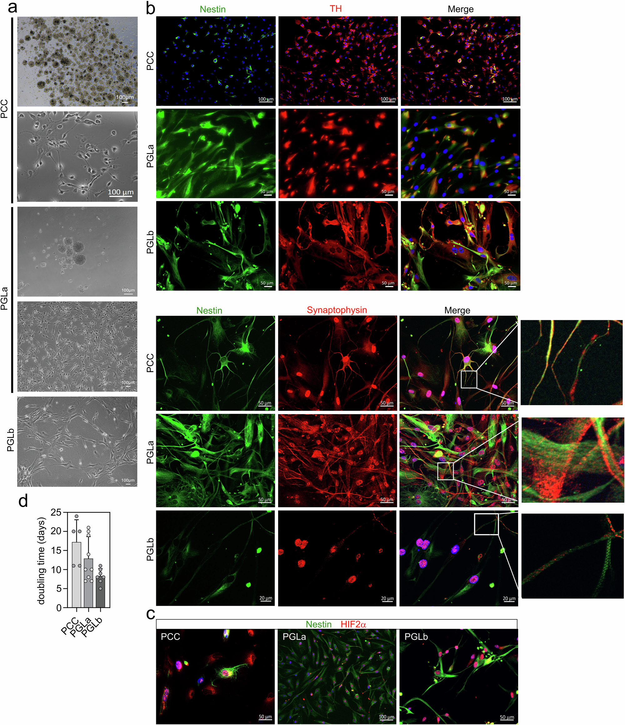 Fig. 5: Characterization of patient-derived PPGL cell models.