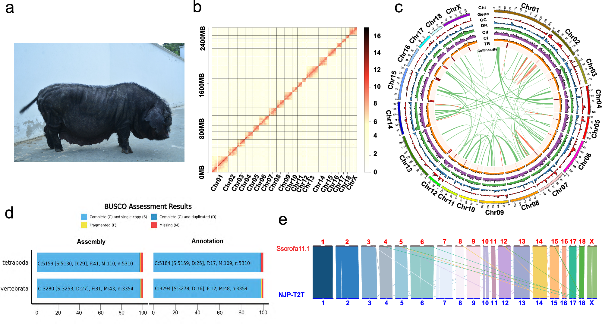 Fig. 1: NJP-T2T genome assembly.