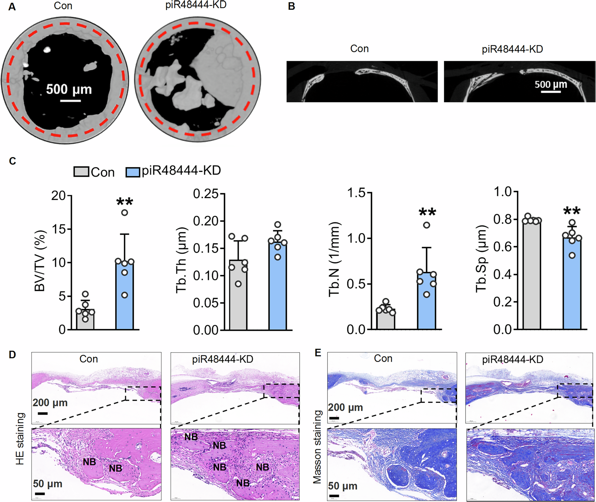 Fig. 3: Silencing PiR48444 promotes the repair of calvarial defects with cell sheets.