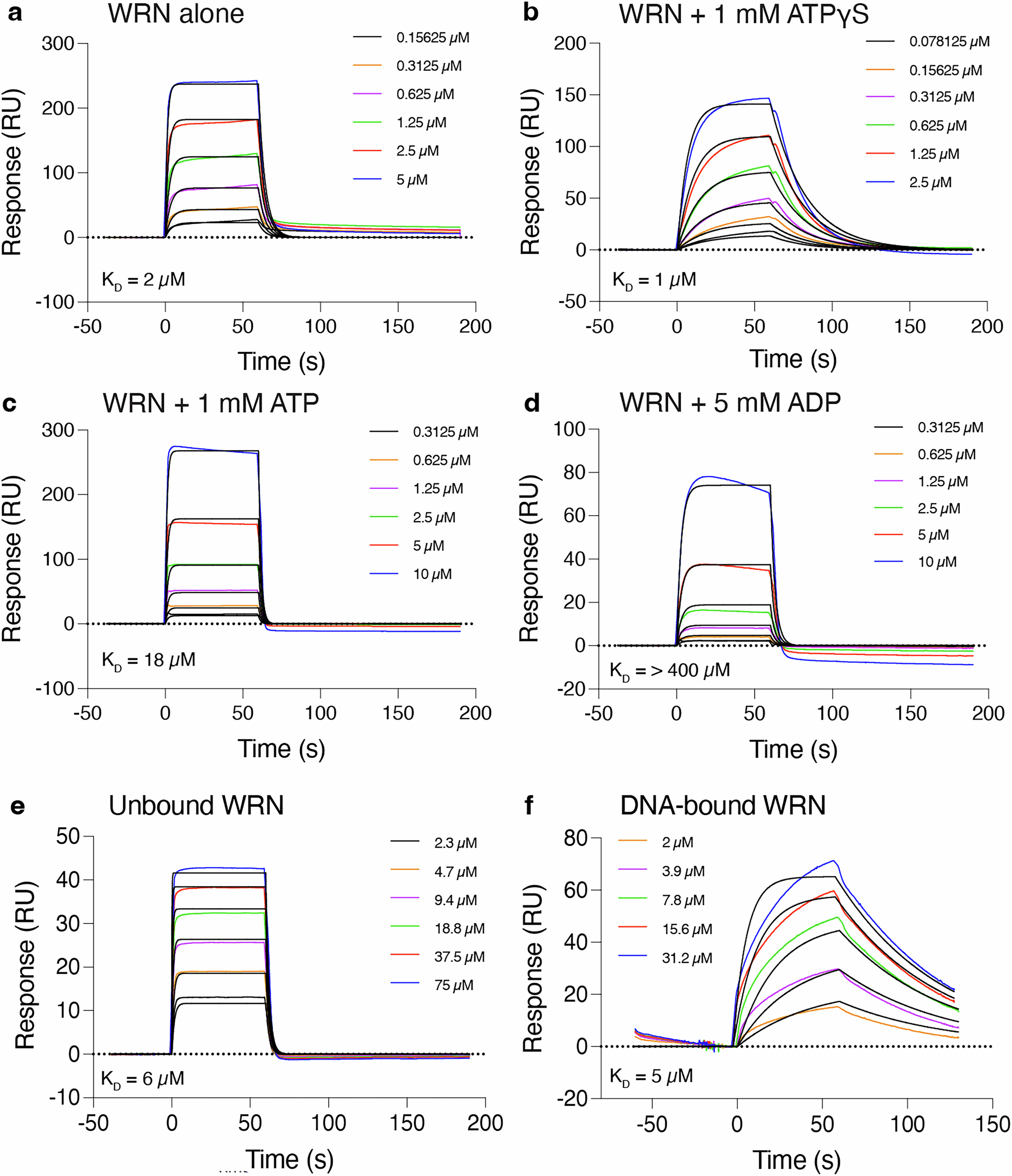 Fig. 2: Biophysical characterisation of WRN binding to DNA.