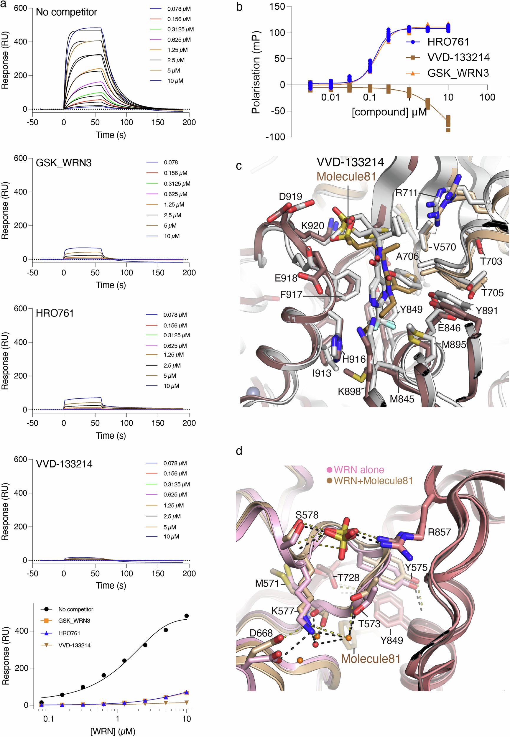 Fig. 4: Two independent mechanisms of inhibition prevent WRN binding ssDNA.