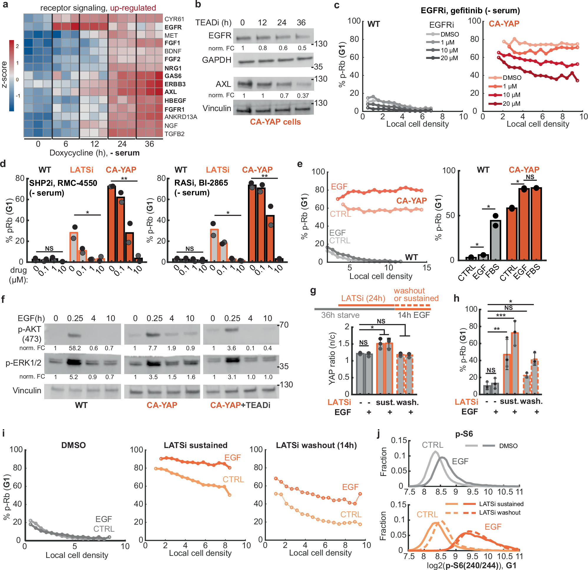 Fig. 4: YAP activation induces and prolongs proliferation by increasing receptor signaling.