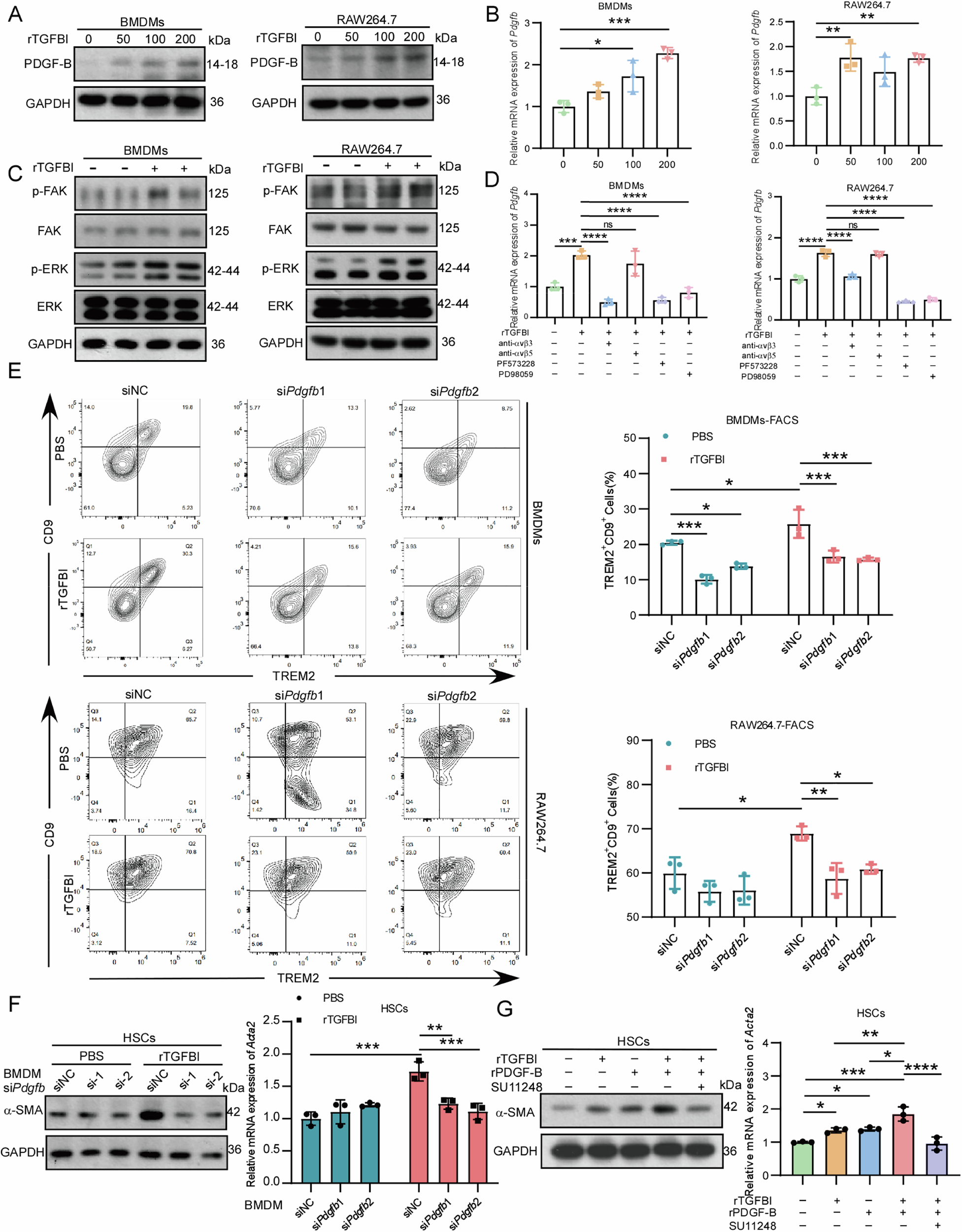 Fig. 6: TGFBI orchestrates macrophages through enhancing PDGF-B expression.