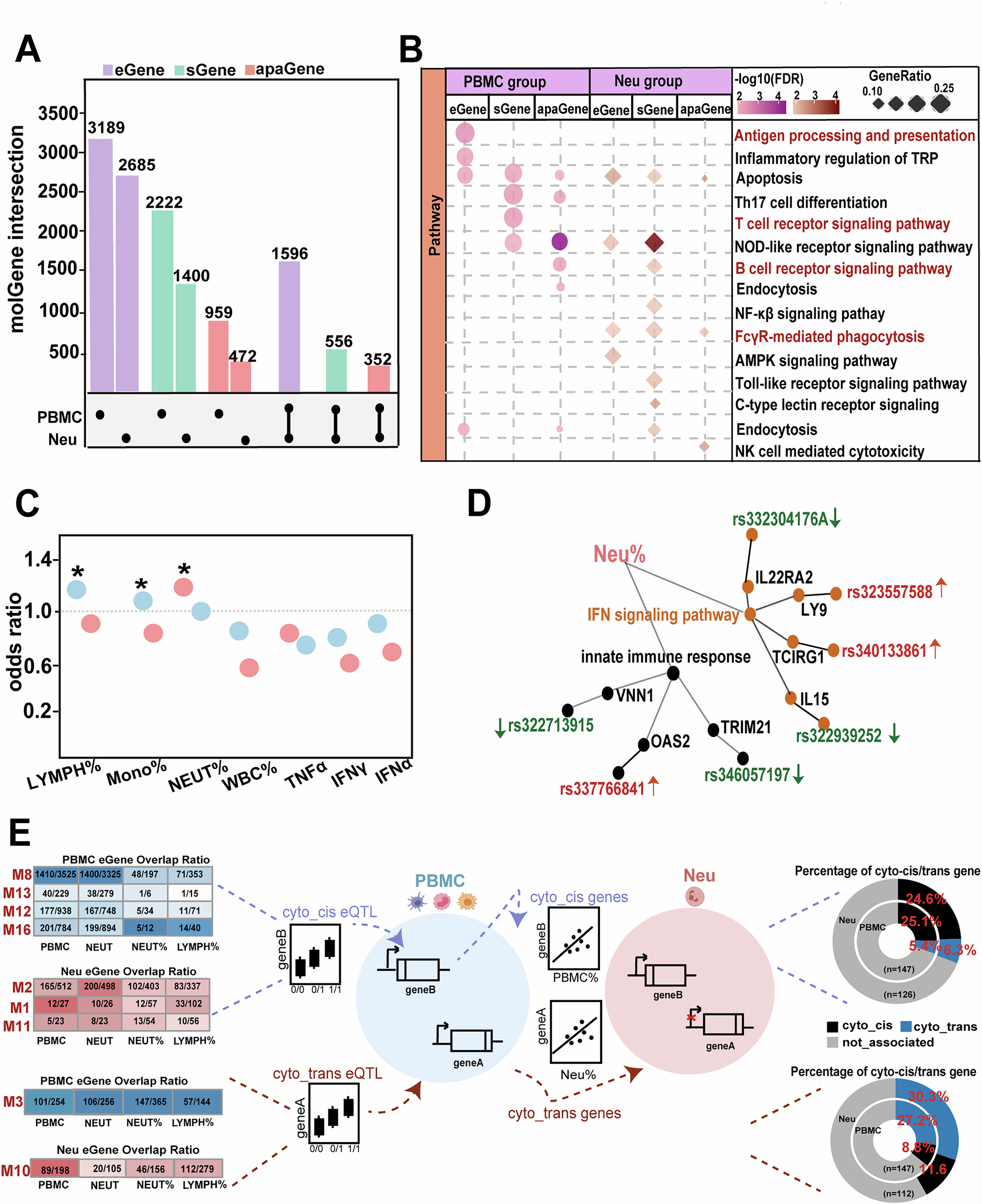 Fig. 4: Functional regulatory features of PBMCs- and Neu-specific molQTLs.