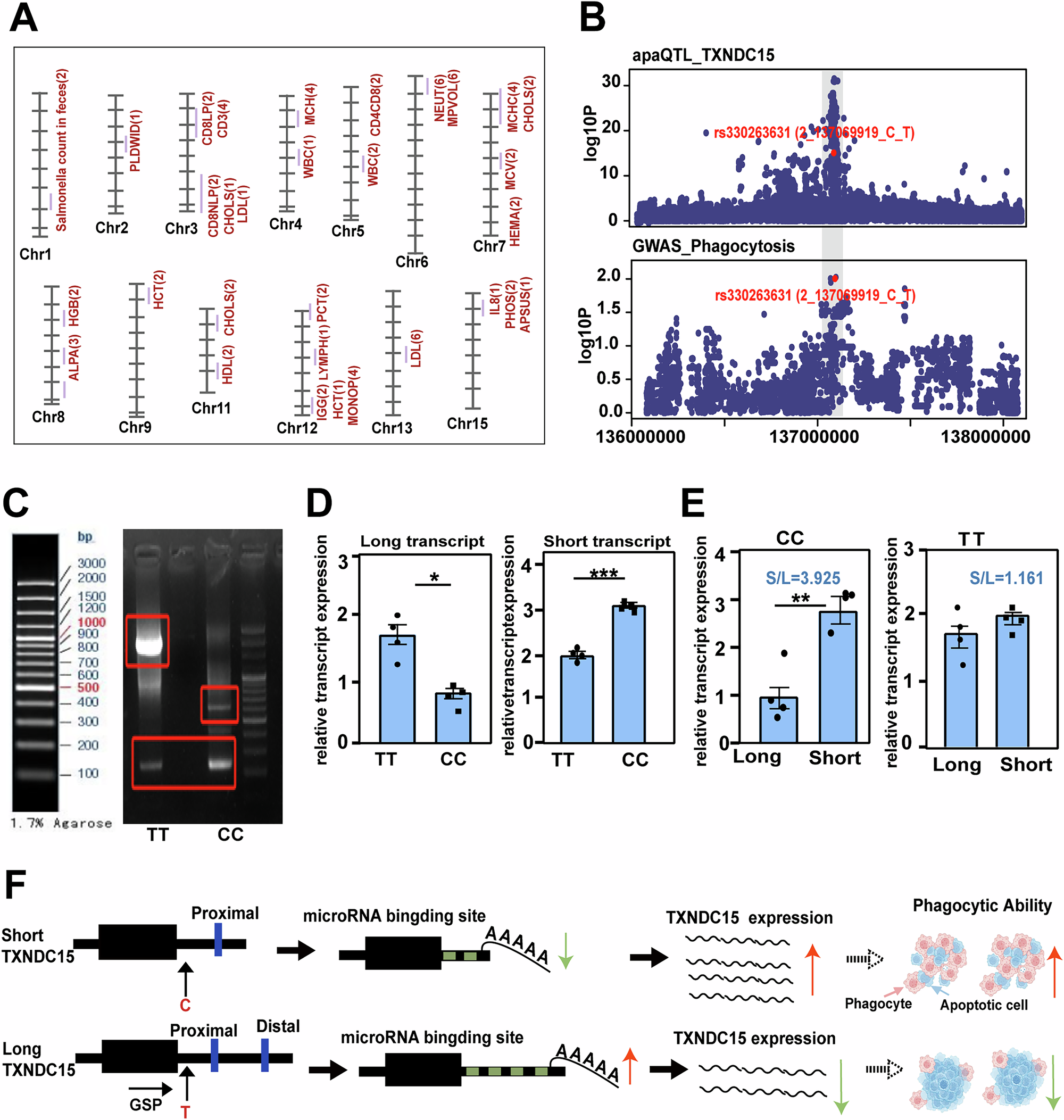 Fig. 6: Integration of PBMCs and molQTLs analysis with GWAS.