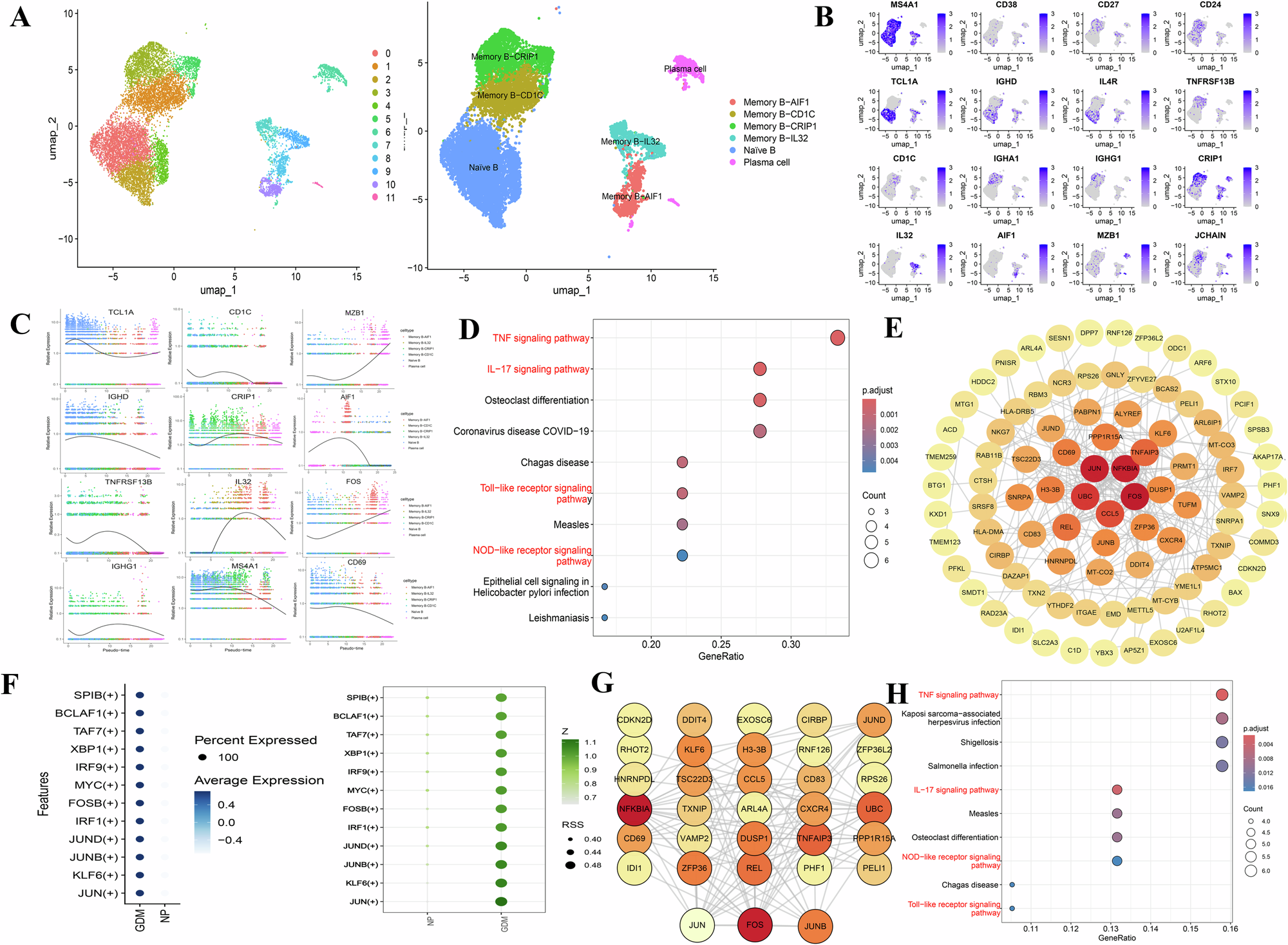 Fig. 6: Characterization of B cell subtypes in women with GDM and NP.