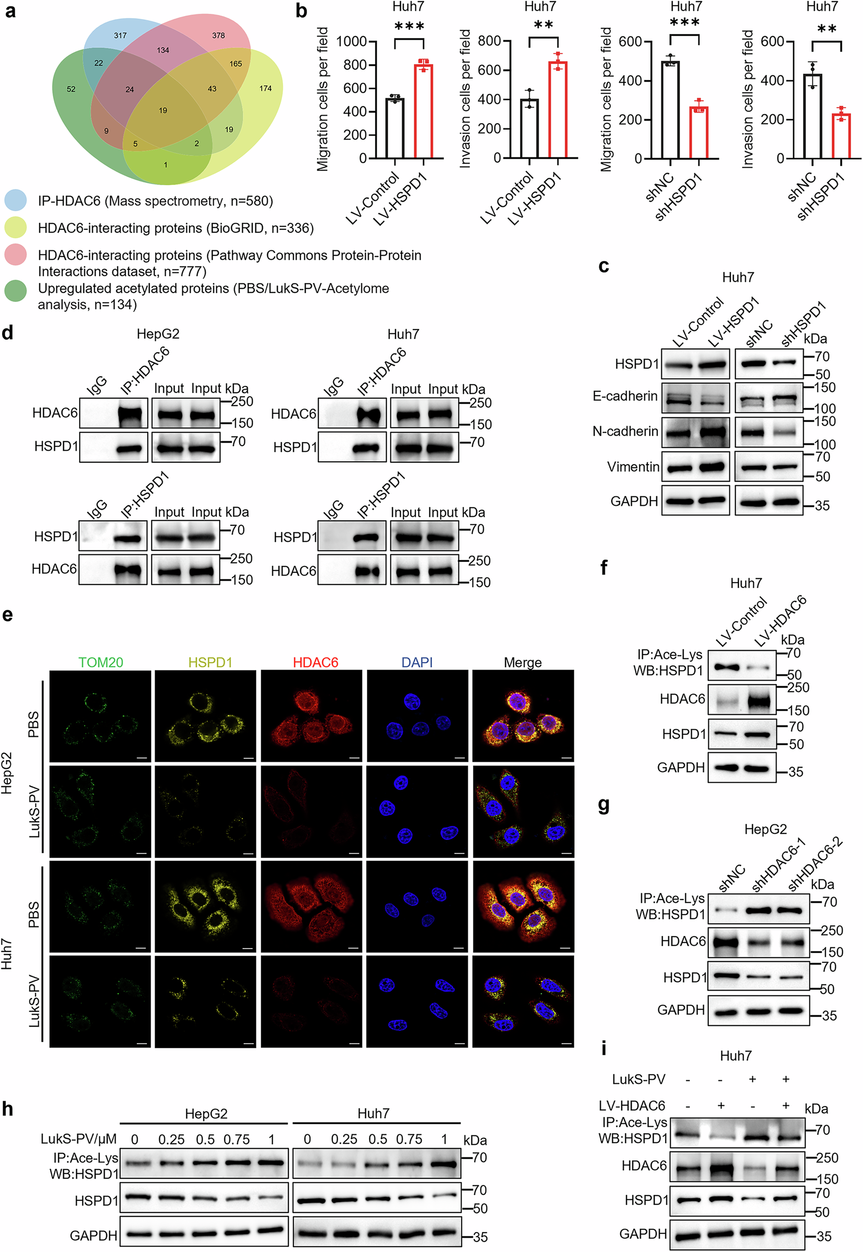 Fig. 5: LukS-PV induces HSPD1 acetylation by inhibiting the BCL6/HDAC6 axis.