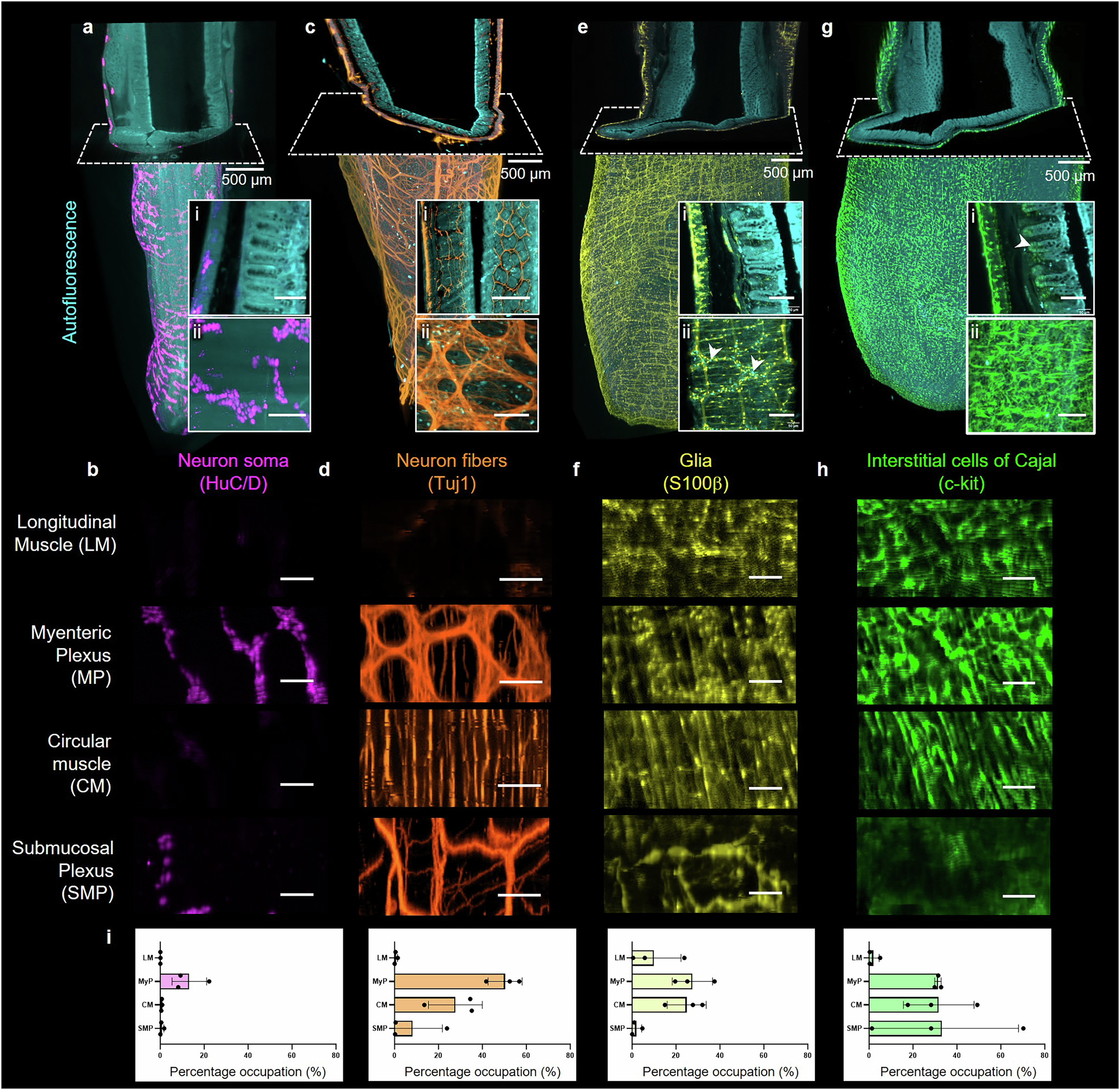 Fig. 4: Four key cellular components of the ENS in 3D volumes and virtually dissected layers.
