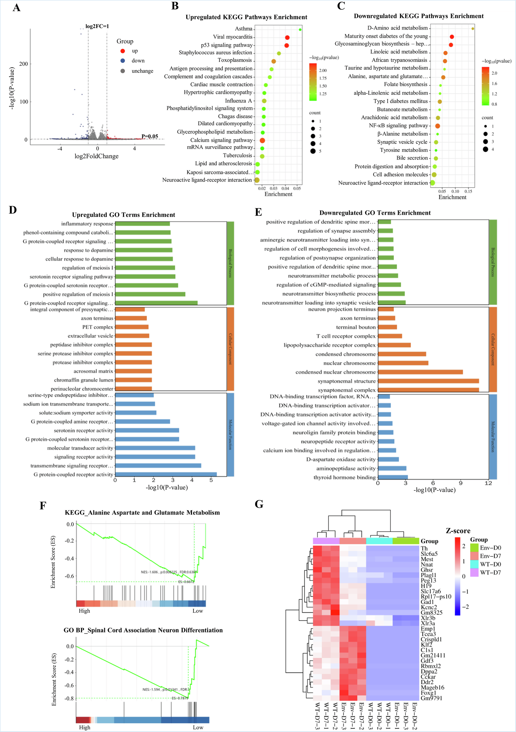 Fig. 4: Env of ZIKV inhibits neurodevelopment-related pathways under monolayer neural differentiation.