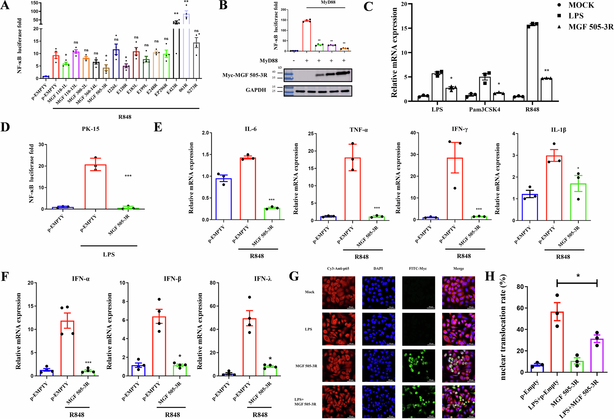 Fig. 1: The ASFV MGF 505–3R protein significantly inhibits NF–κB signaling activity.