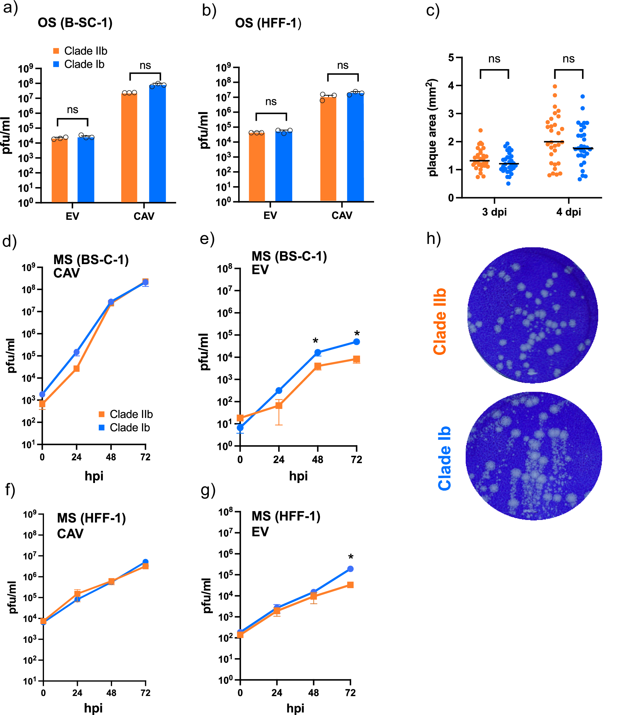 Fig. 1: MPXV clade Ib spreads more efficiently than global clade IIb in cell culture.
