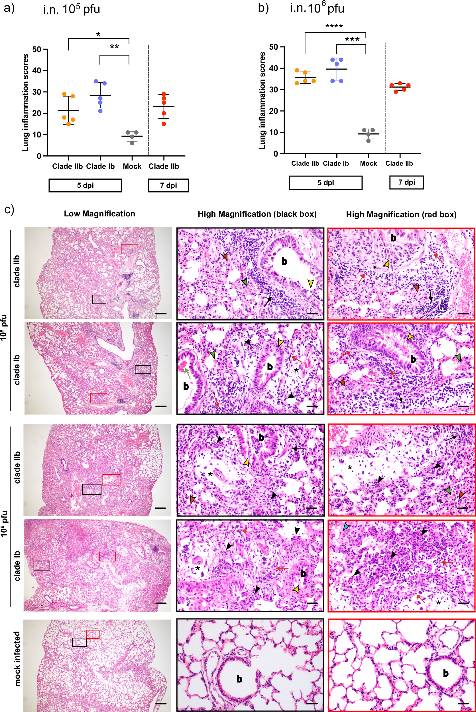 Fig. 4: Comparative lung pathology of clades IIb and Ib after intranasal infection.