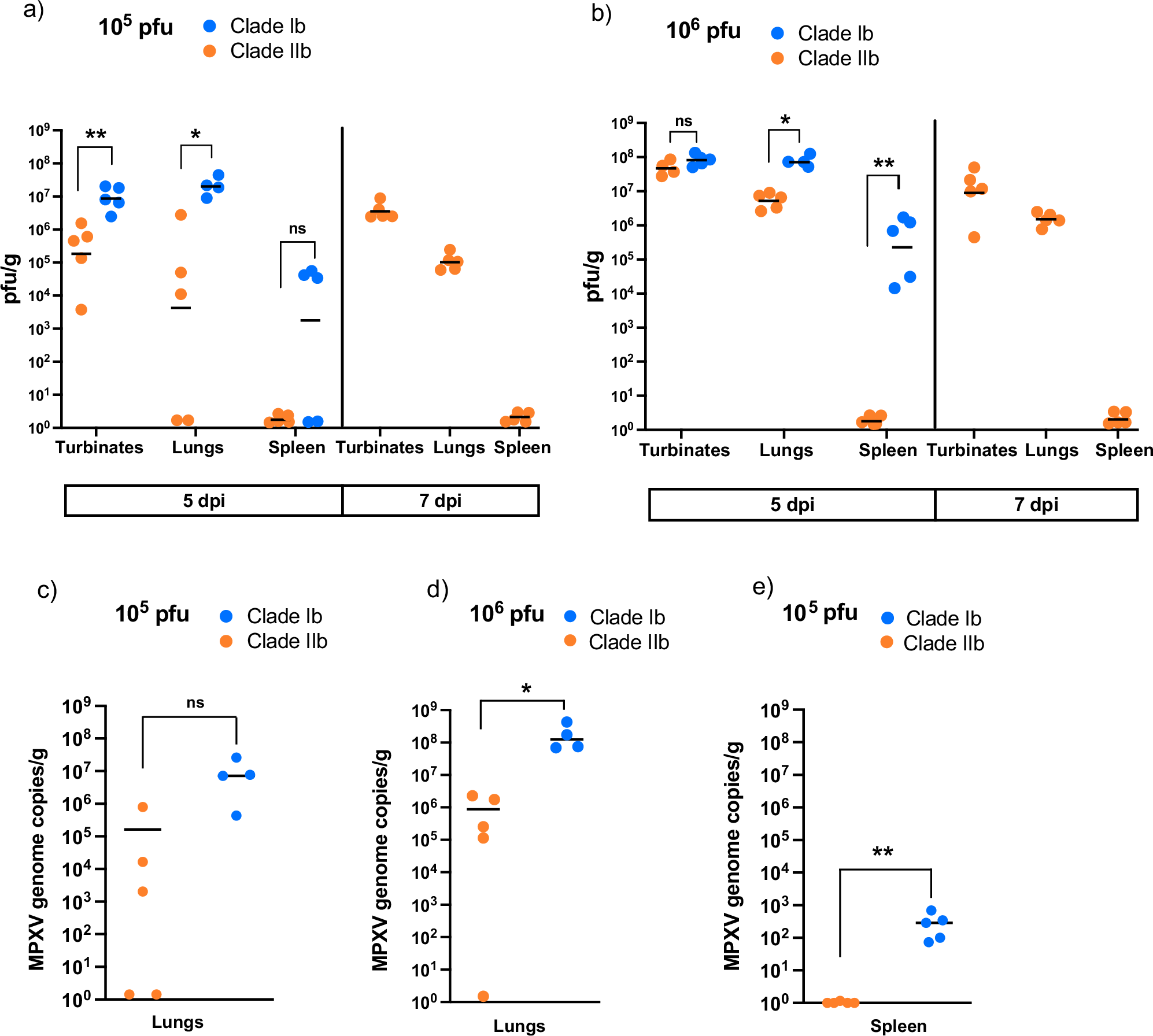 Fig. 6: Viral loads in MPXV clade Ib disseminates to internal organs more efficiently than clade IIb.