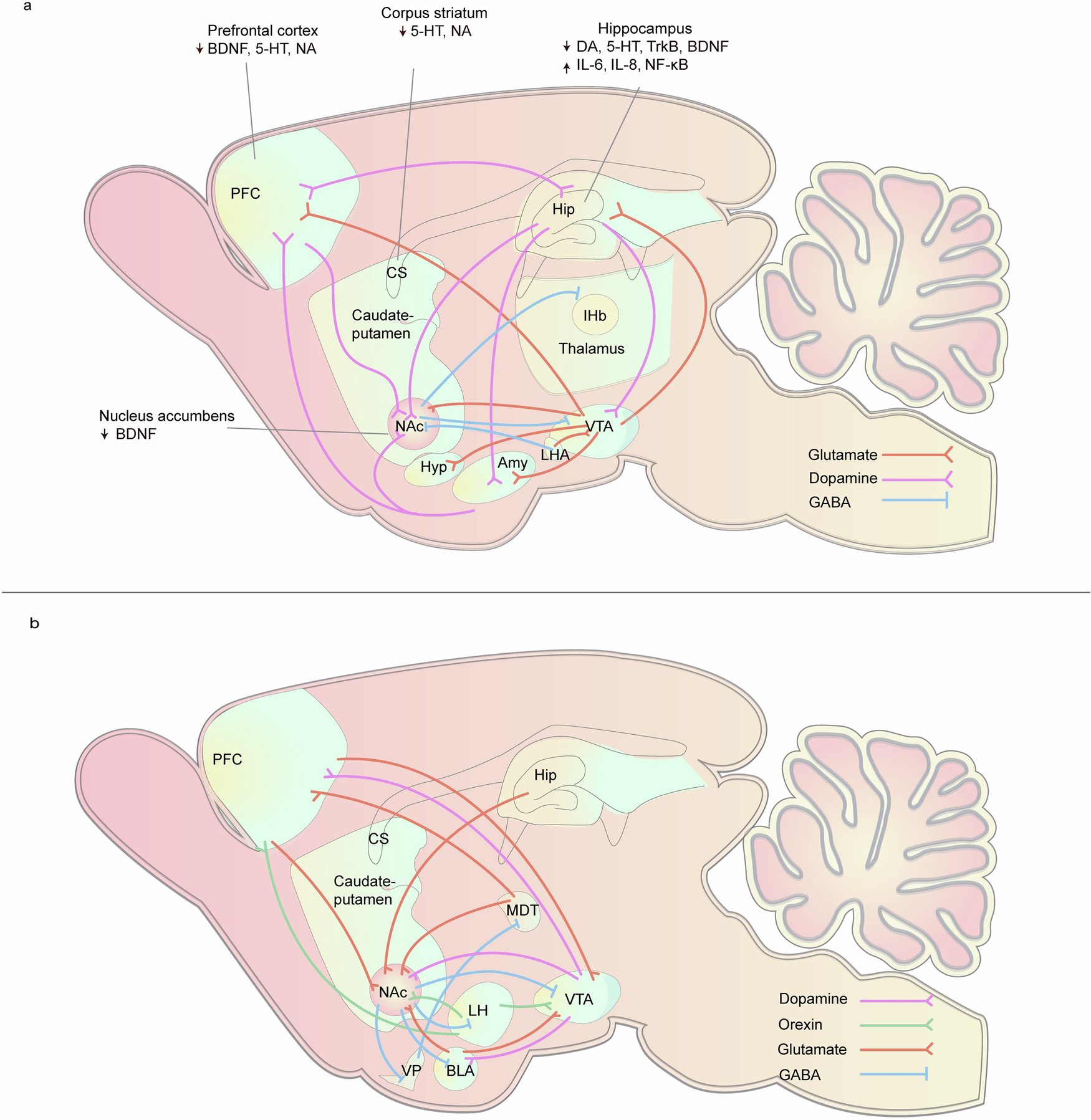 Fig. 3: Schematic illustration of brain circuits implicated in depression and addictive drug abuse.