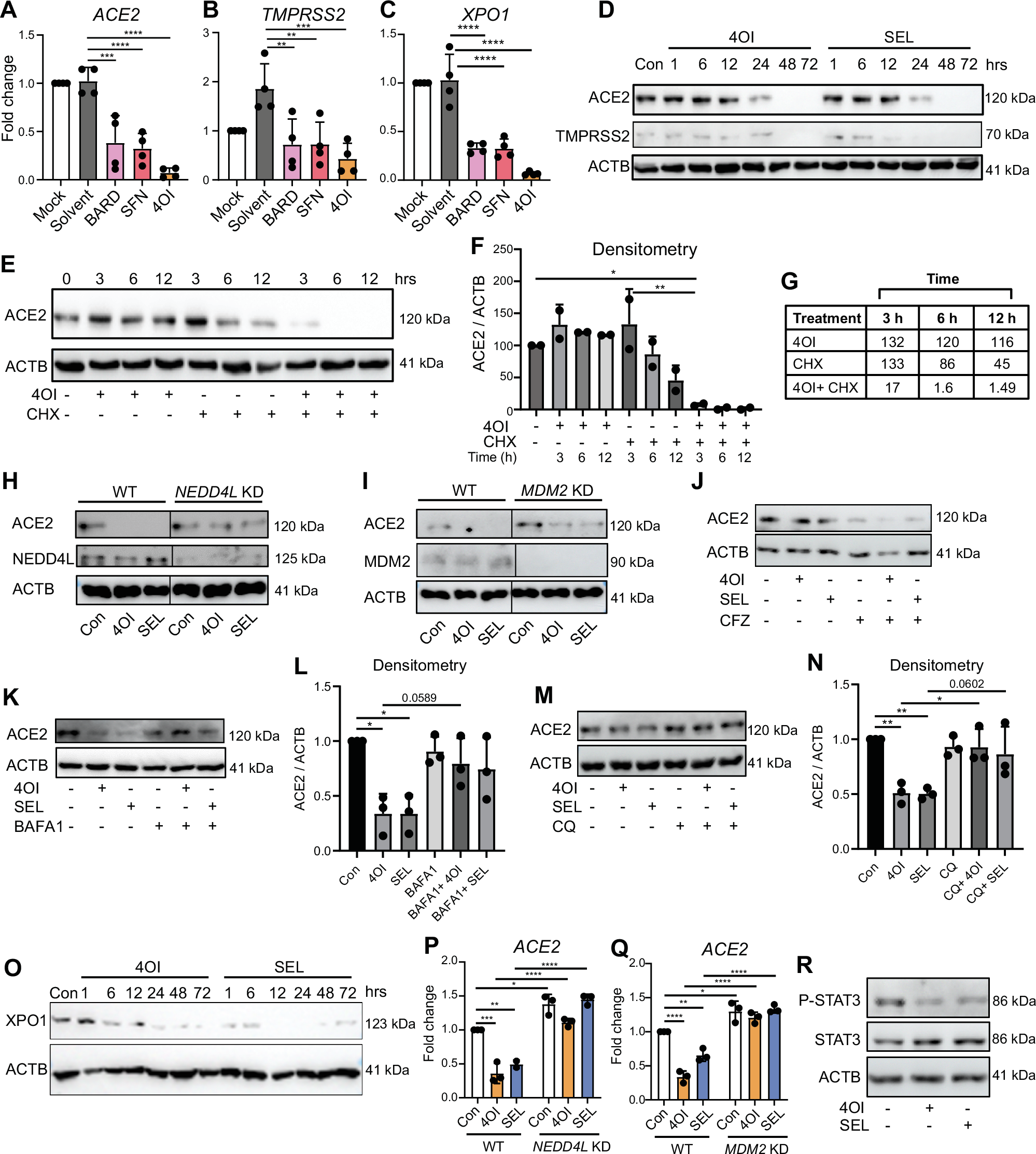 Fig. 3: 4OI and SEL reduce ACE2 and XPO1 levels.