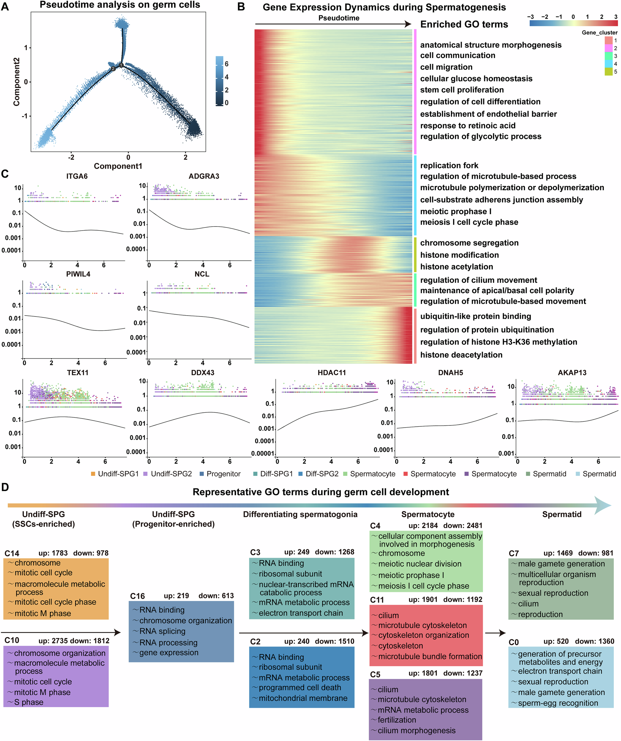Fig. 2: Gene expression dynamics during spermatogenesis.
