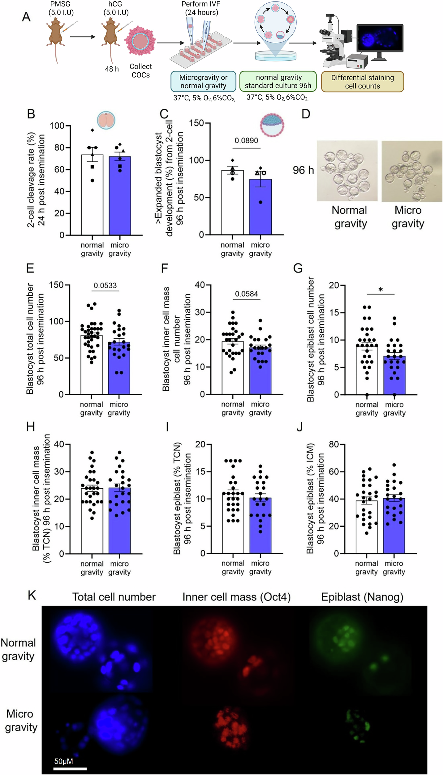 Fig. 4: Microgravity exposure for the first 24 h of embryo development, reduces blastocyst formation and cell numbers in mice.