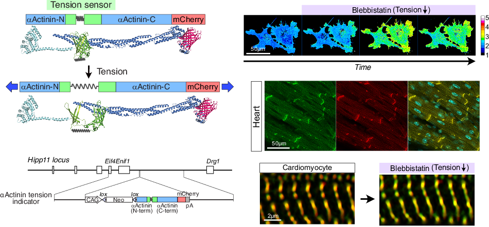 Molecular tension indicators reveal unexpectedly complex regulation of tension in live mouse organs