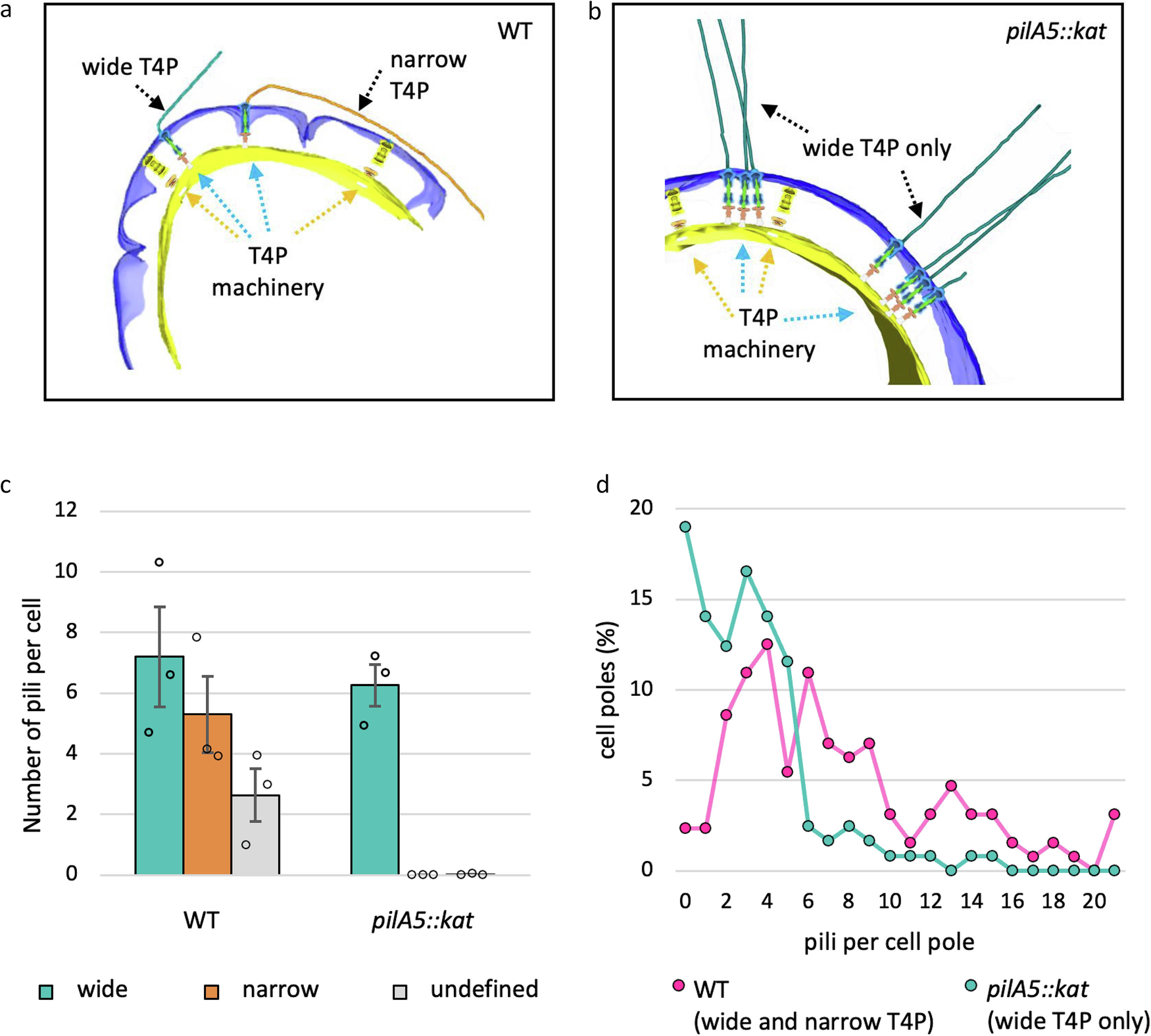 Fig. 3: Loss of wide pili is not compensated by an increase in the narrow form.