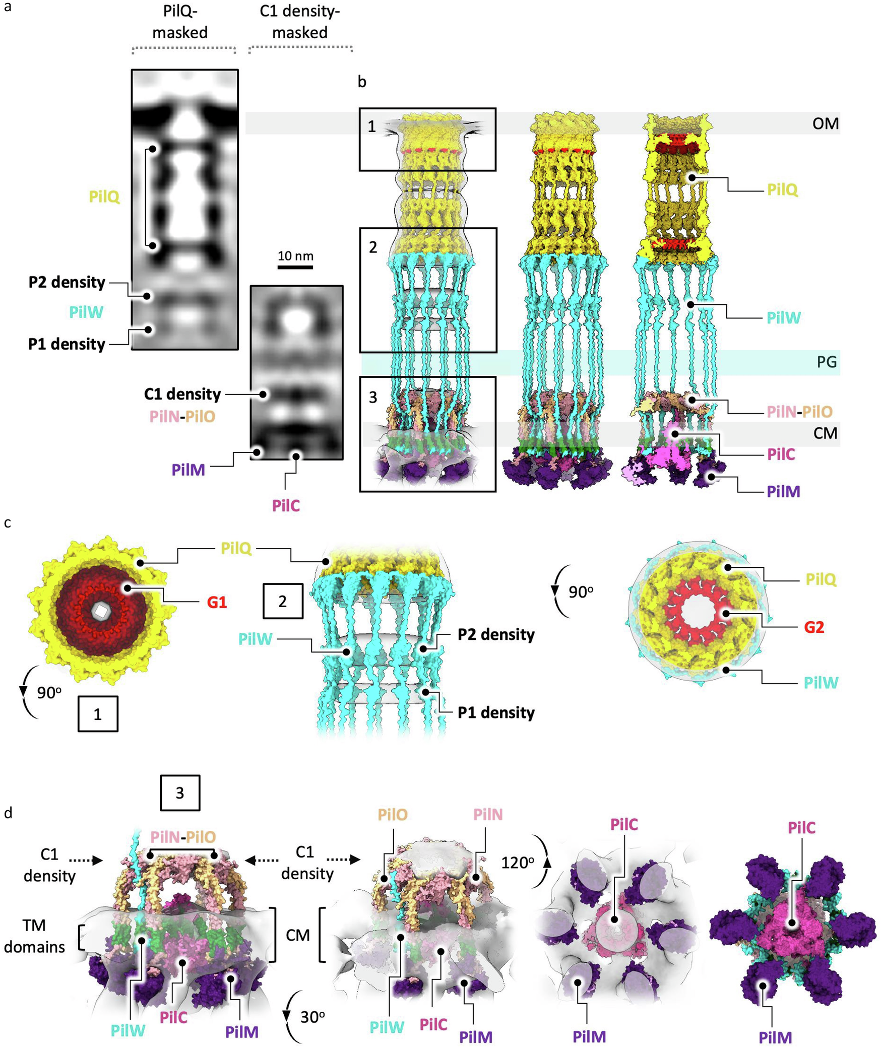Fig. 4: Hypothetical model of the T4P machinery in the non-piliated state.