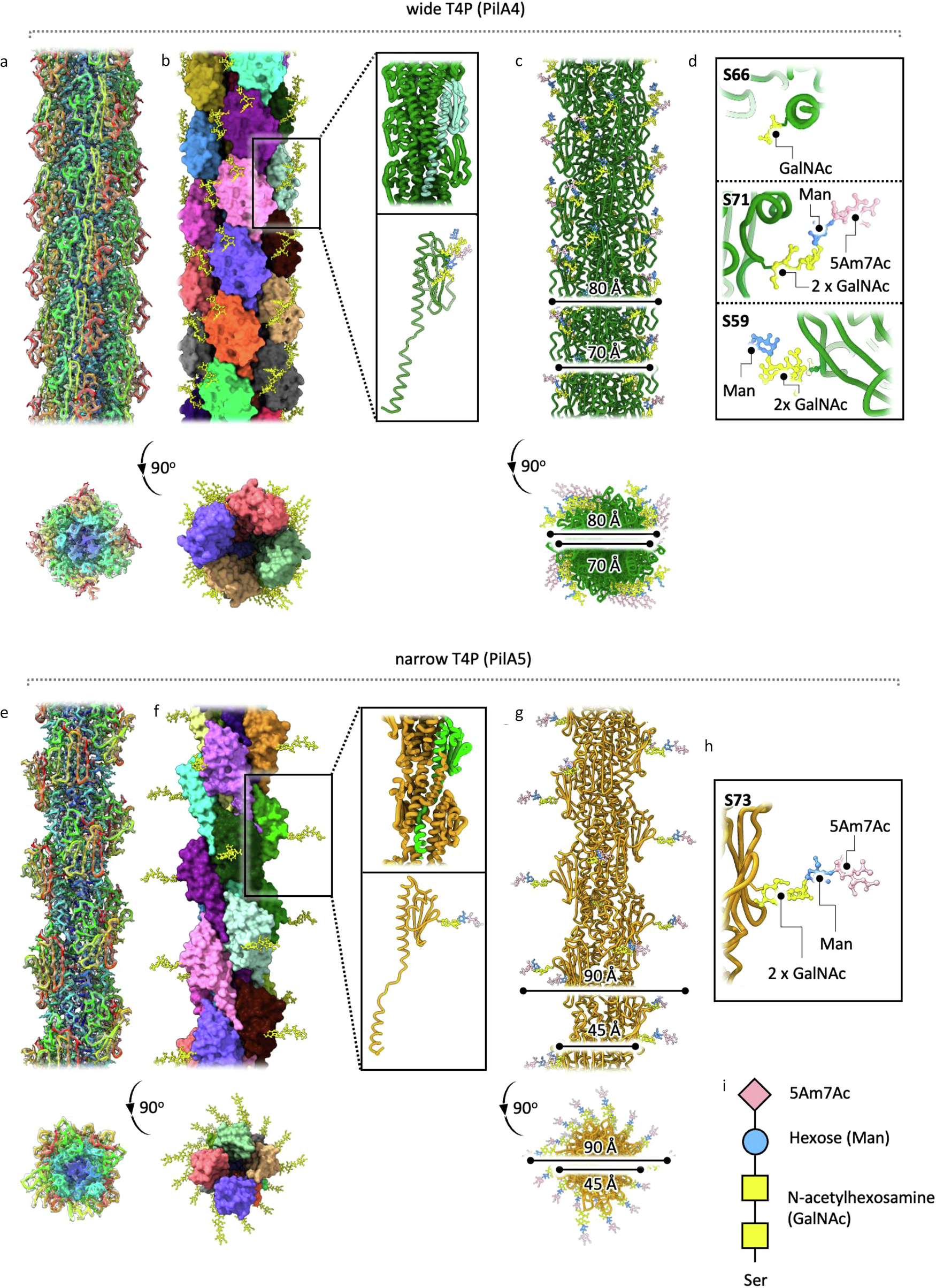 Fig. 5: Structures of glycosylated wide and narrow T4P.