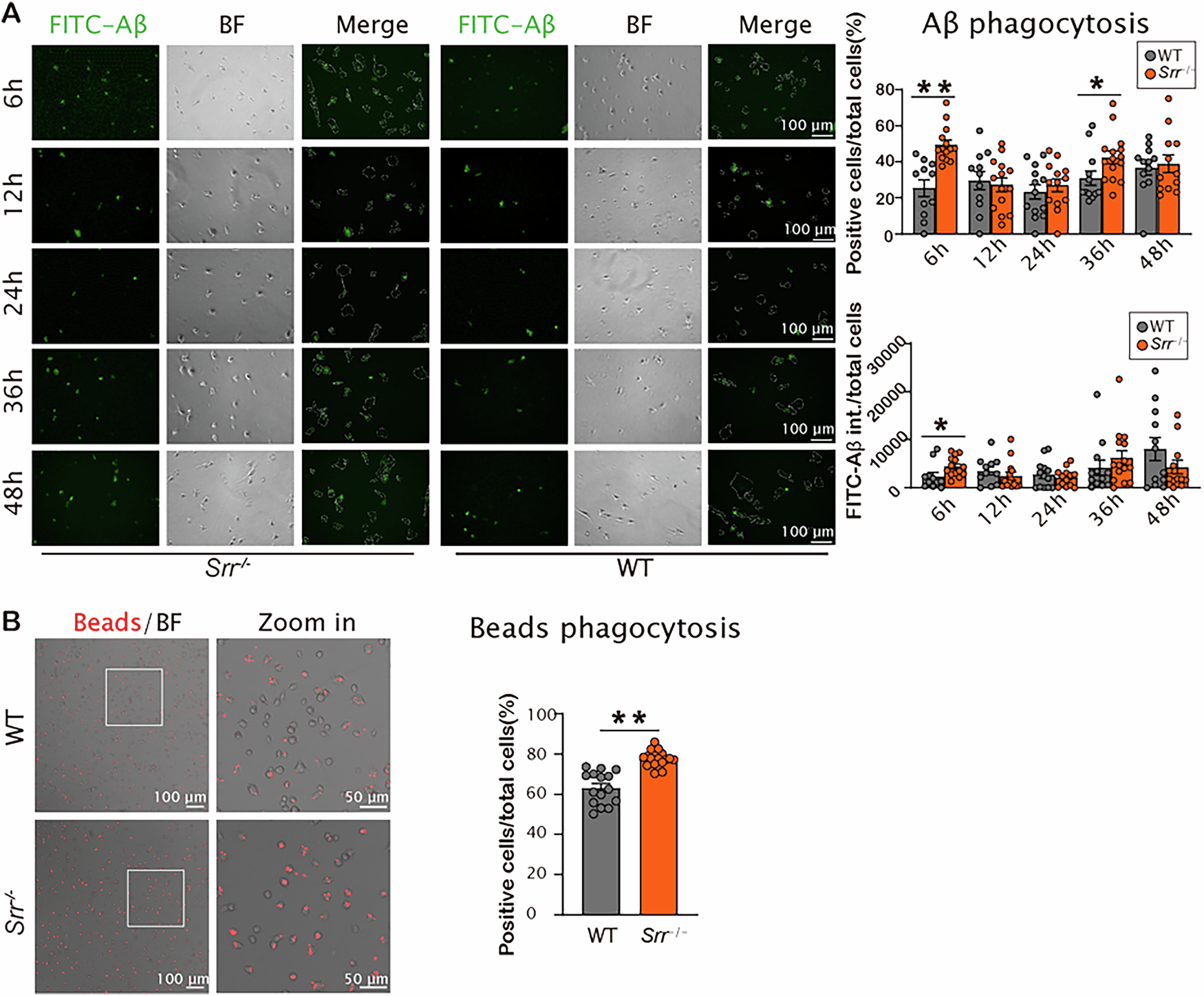 Fig. 2: Deficiency of SR in primary microglial cultures enhanced both Aβo phagocytosis and phagocytic uptake of microbeads.