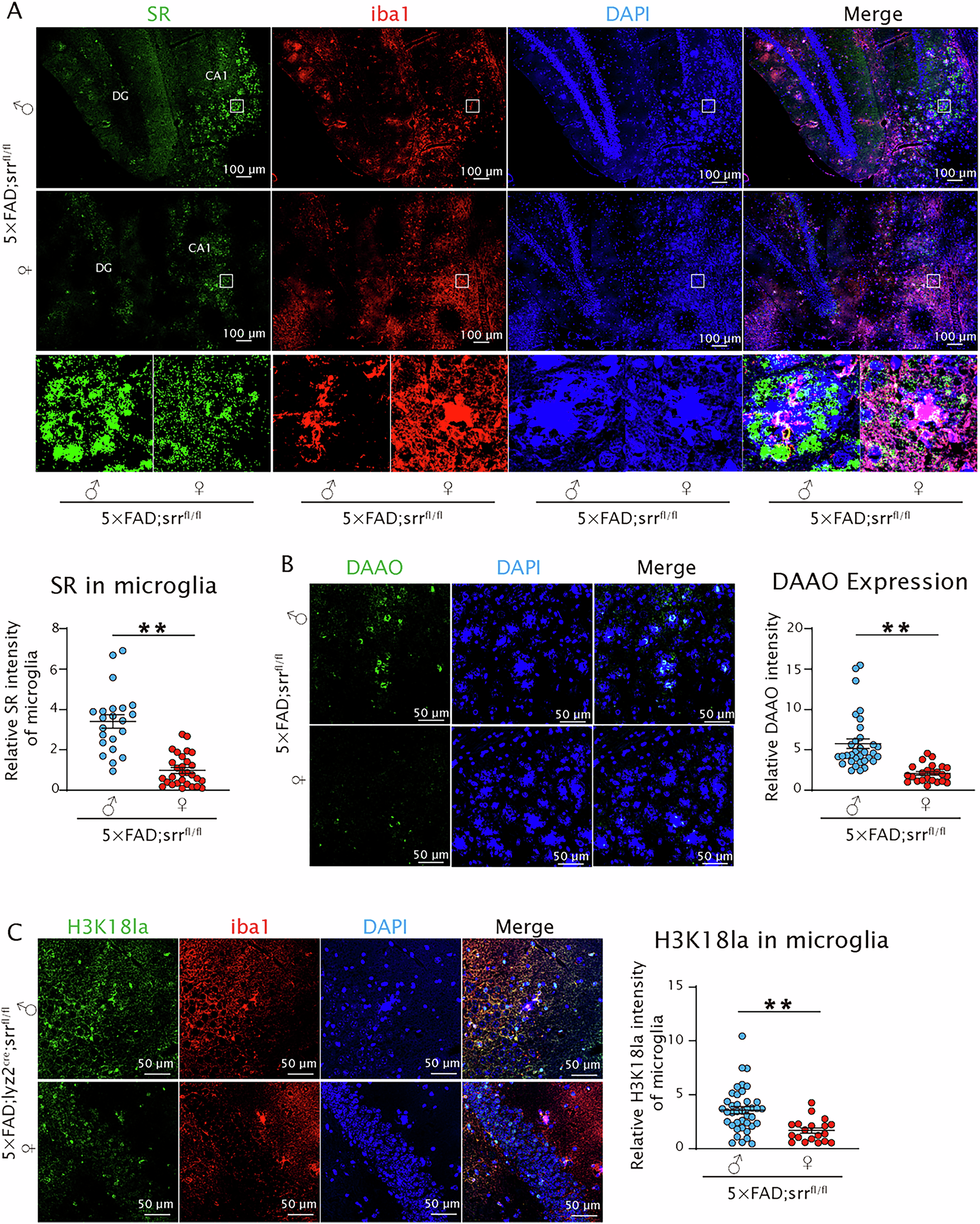 Fig. 7: Sex-specific differences in the brain expression profiles of SR, DAAO, and H3K18la in 5×FAD; Srrfl/fl mice.