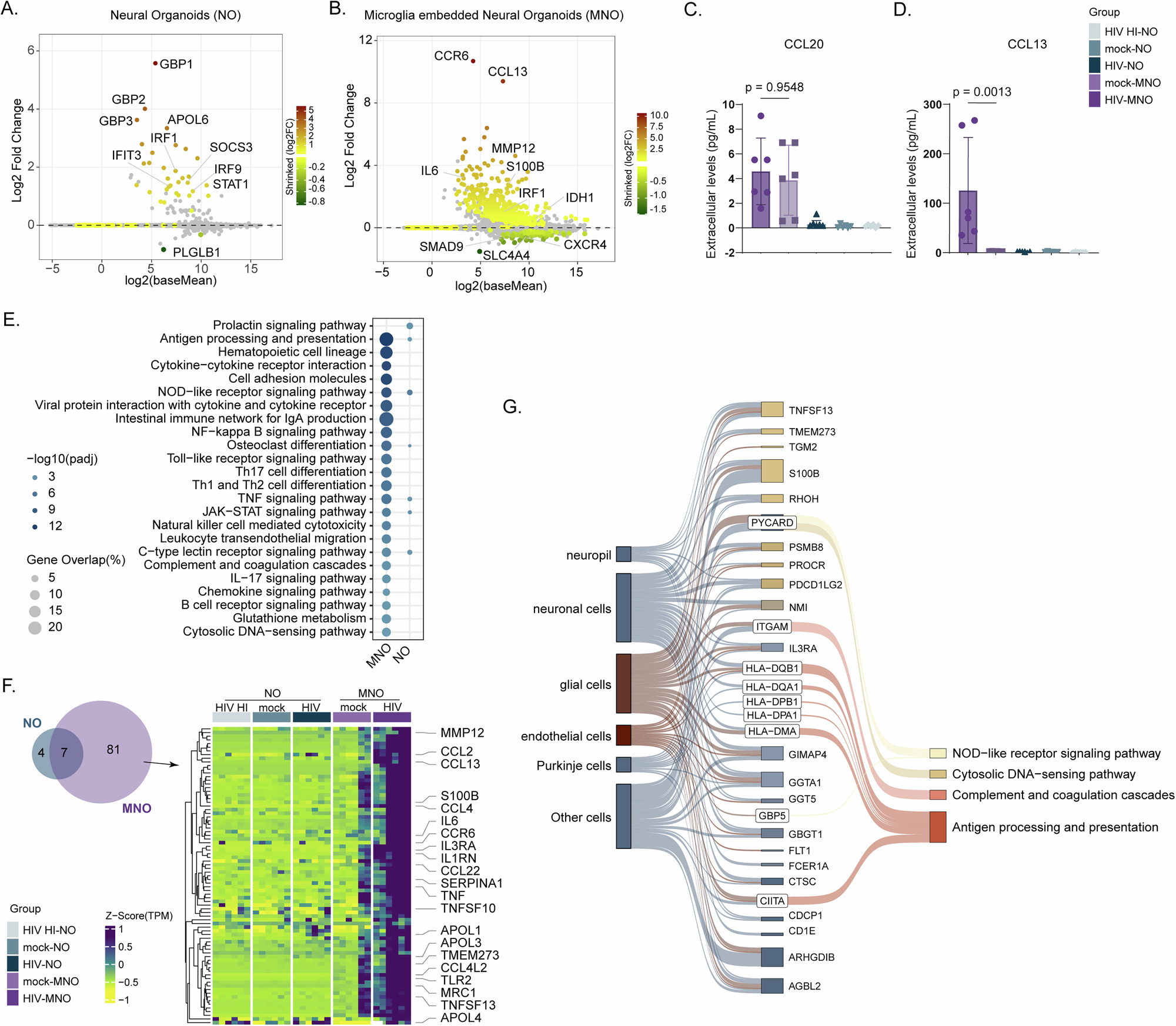 Fig. 2: Microglia are essential for HIV-induced transcriptional changes in neural organoids.