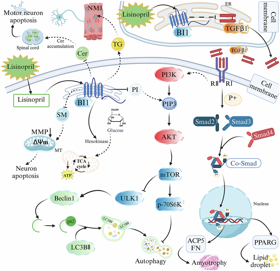 glutathione dehydrogenase function The pleiotropic effects of the glutamate dehydrogenase (GDH) pathway in  Saccharomyces cerevisiae | Microbial Cell Factories