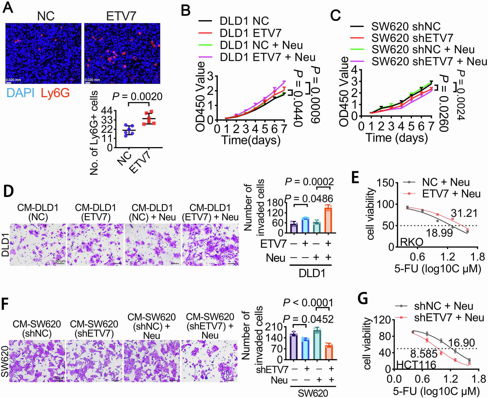 Fig. 3: ETV7 promotes neutrophil infiltration in colorectal cancer.