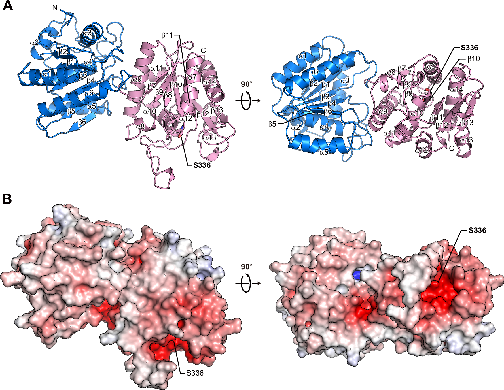 Structural basis of substrate recognition and membrane association by the  bacterial lysyl-phosphatidylglycerol hydrolase AcvB