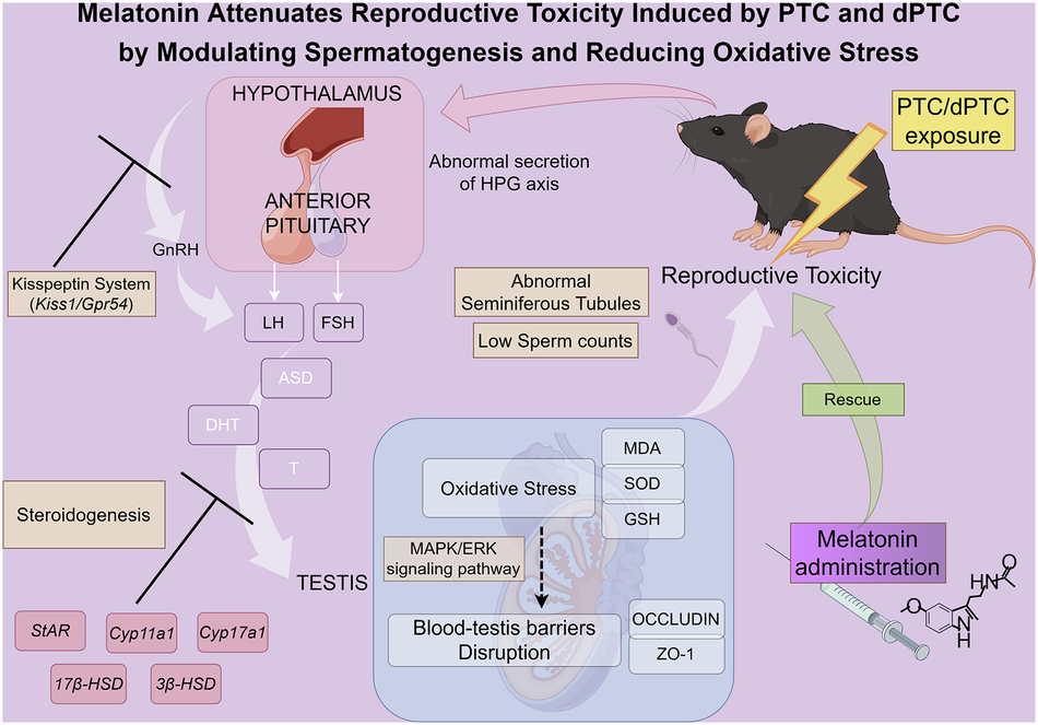 Melatonin attenuates reproductive toxicity of prothioconazole and its metabolite via spermatogenesis and oxidative stress